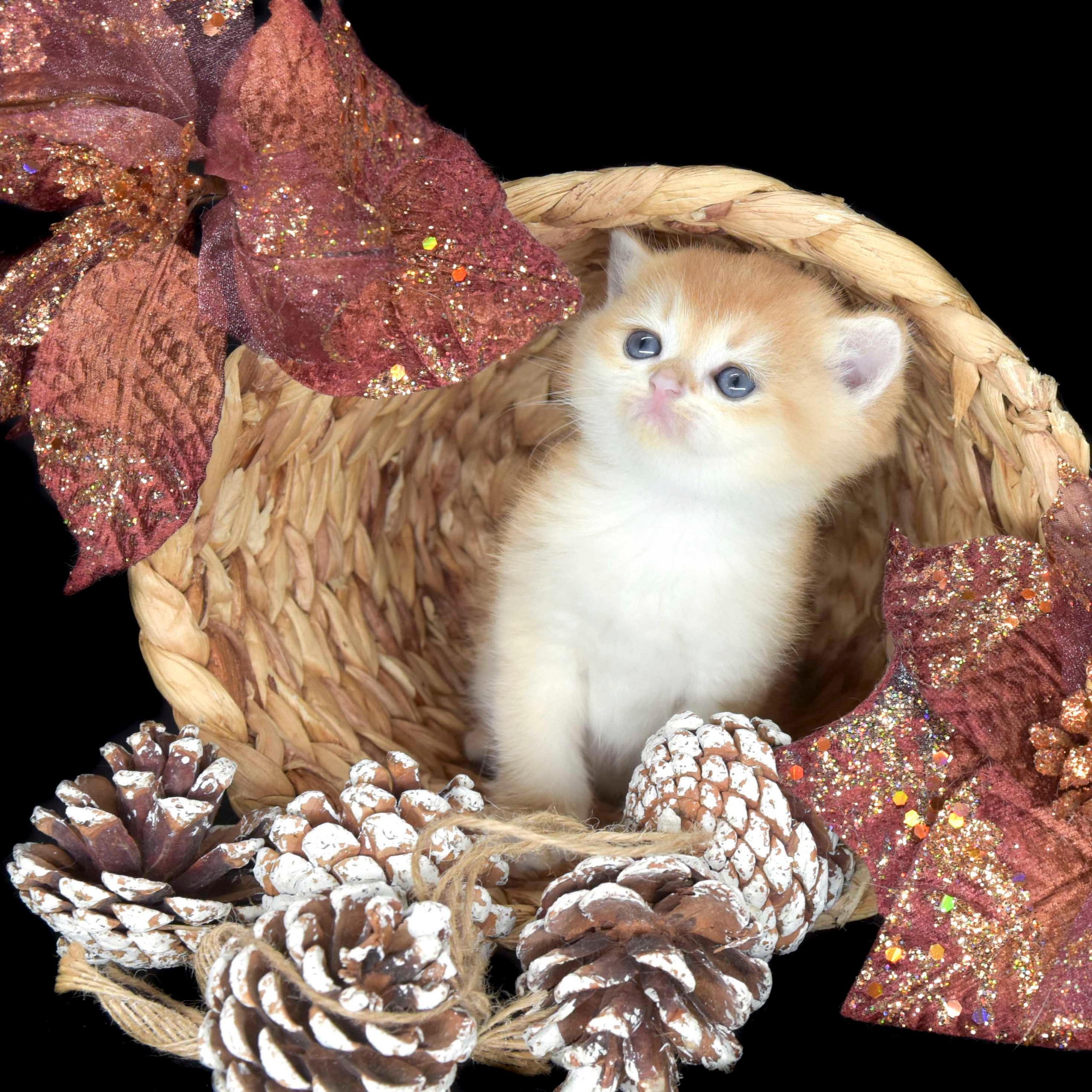 Cattery British shorthair Cyprus, cattery british shorthair Limassol,. British shorthair Cyprus, british shorthair cattery in UK, british cat