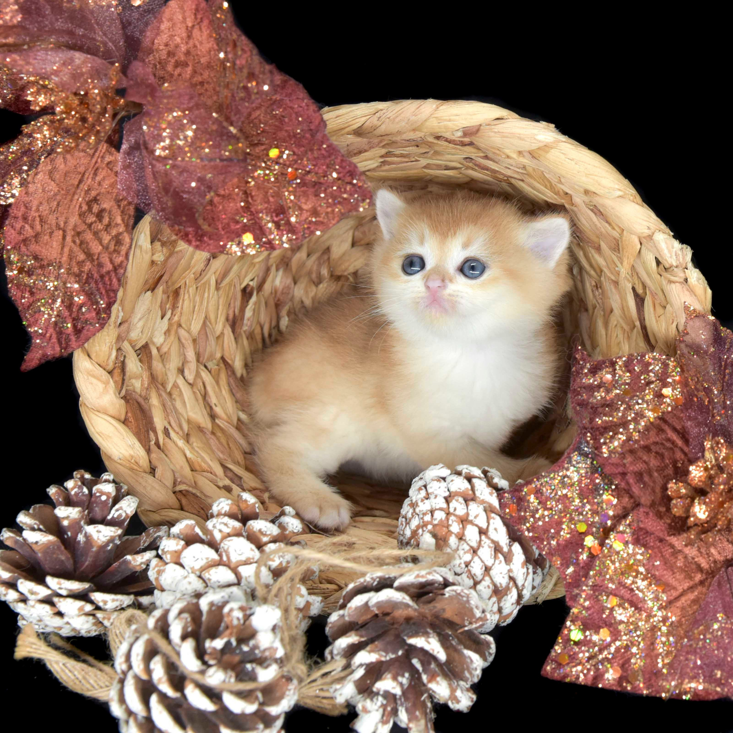 Cattery British shorthair Cyprus, cattery british shorthair Limassol,. British shorthair Cyprus, british shorthair cattery in UK, british cat