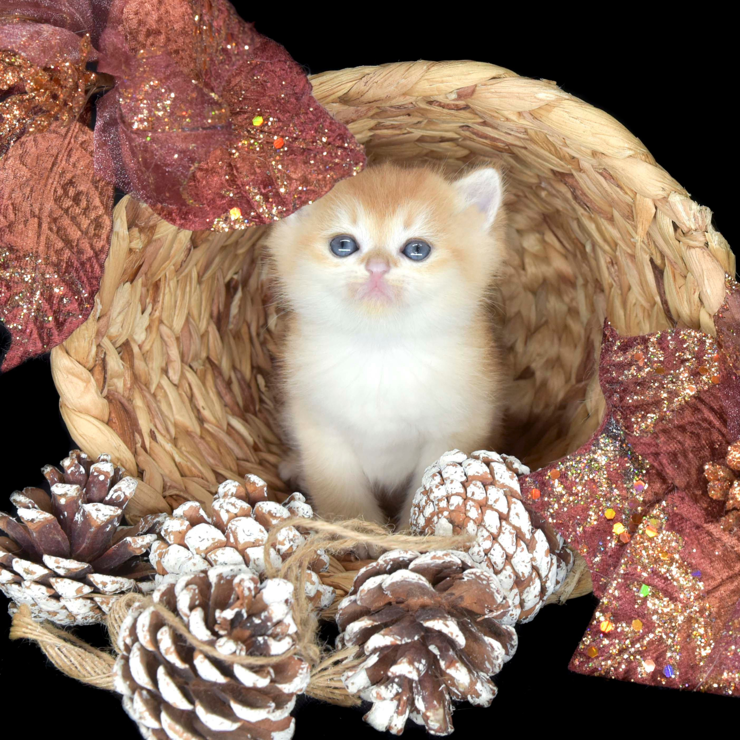 Cattery British shorthair Cyprus, cattery british shorthair Limassol,. British shorthair Cyprus, british shorthair cattery in UK, british cat