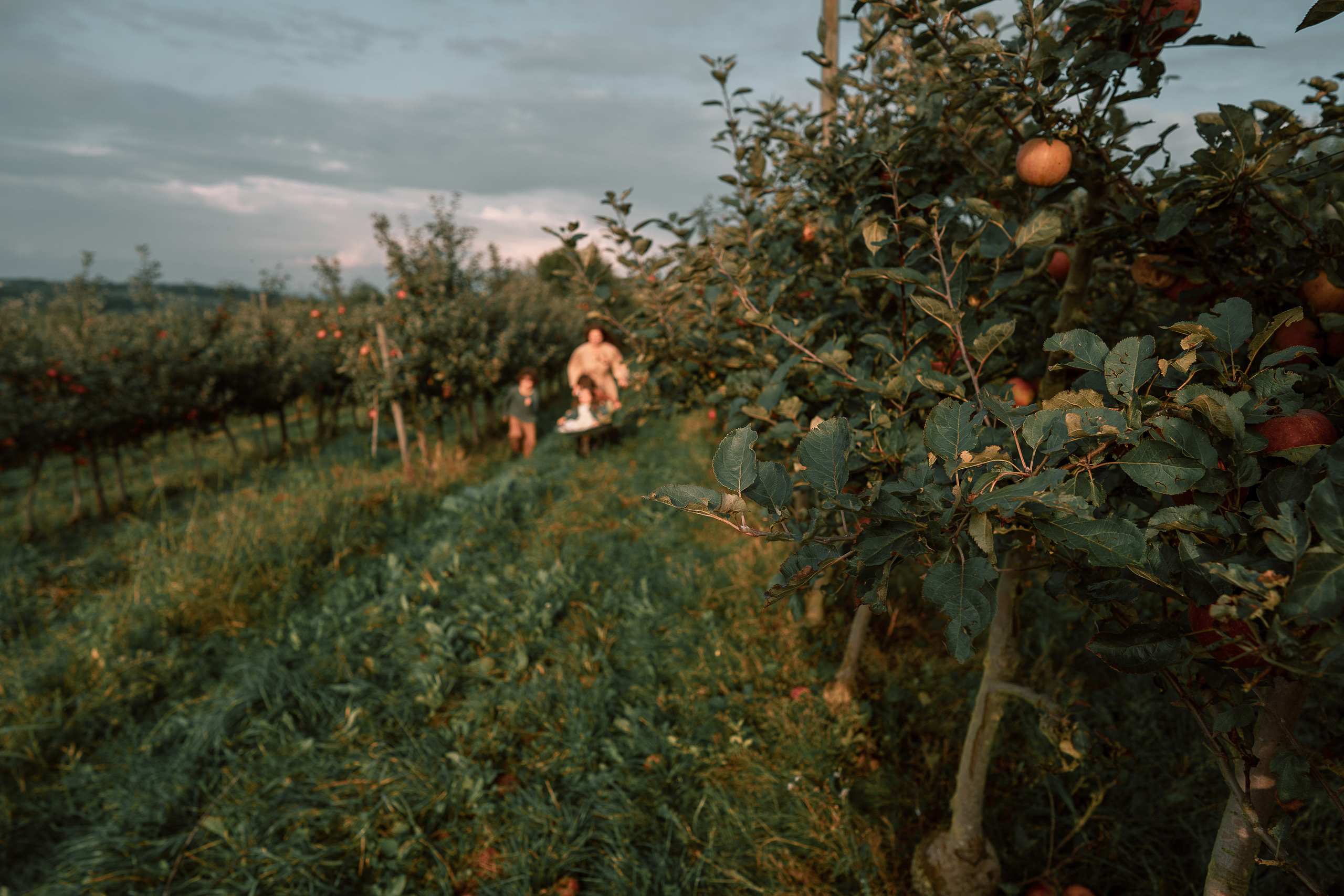 Apple Harvest. Family, Lifestyle and Portrait photograher in Trier, Germany