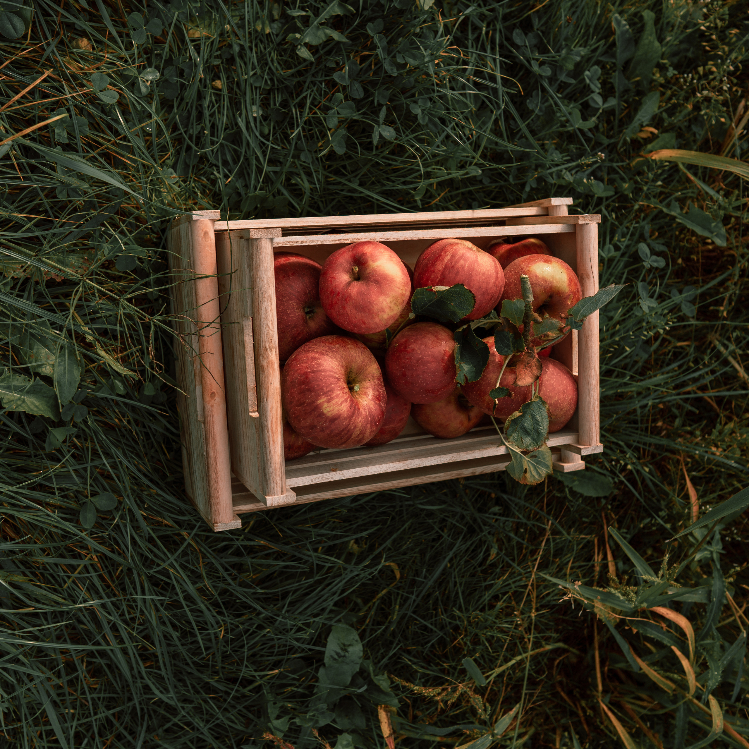 Apple Harvest. Family, Lifestyle and Portrait photograher in Trier, Germany