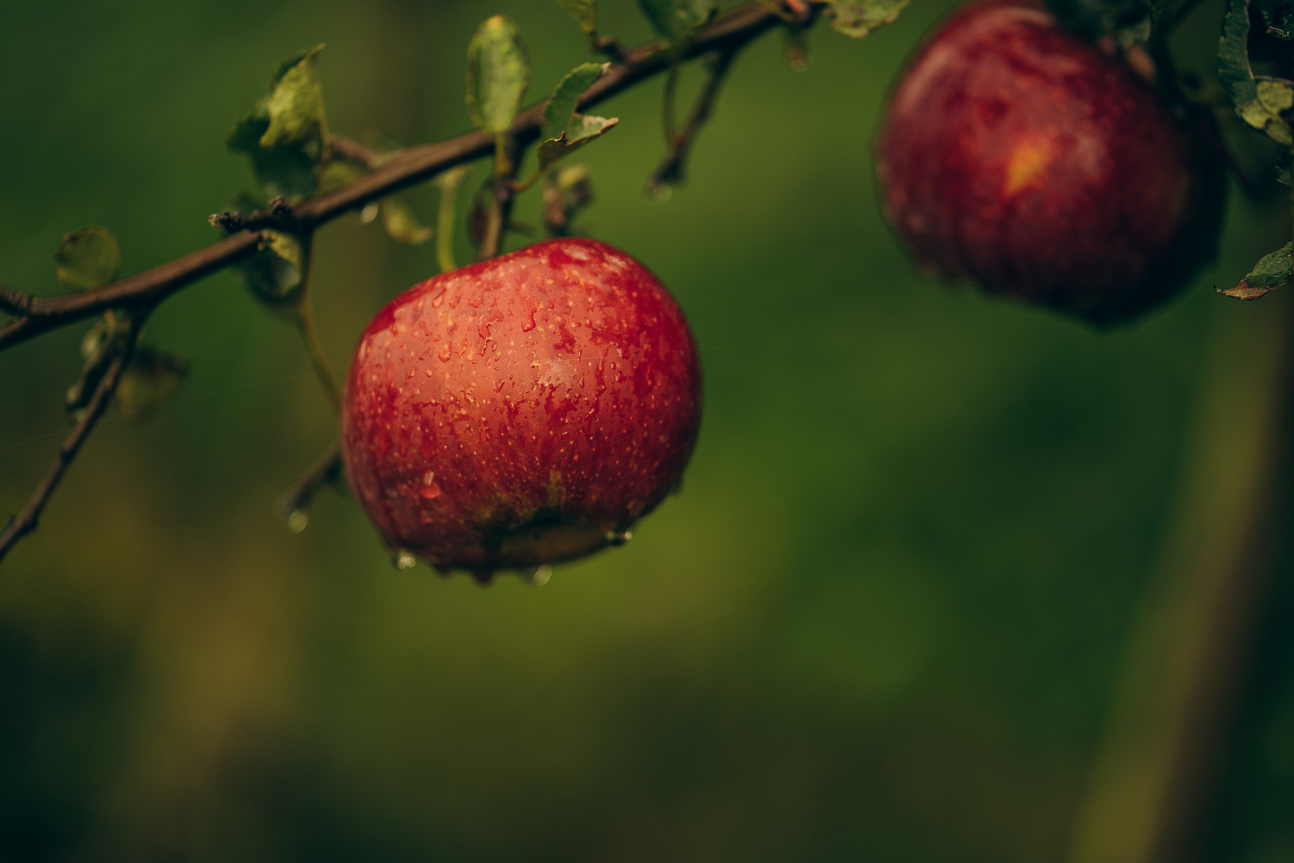 Family, Lifestyle and Portrait photograher in Trier, Germany