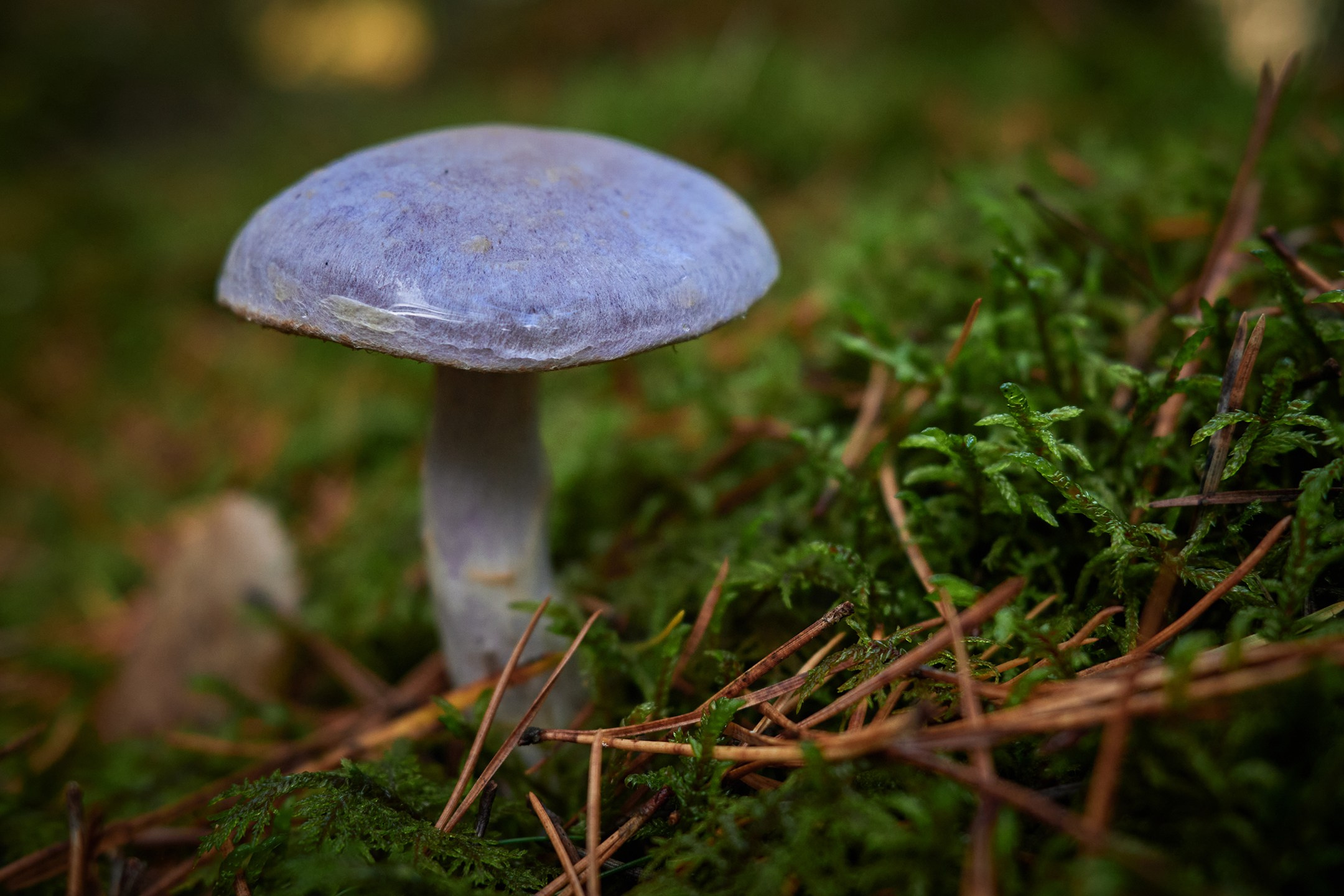 Close-Up. Yuri Popkov | Photographer