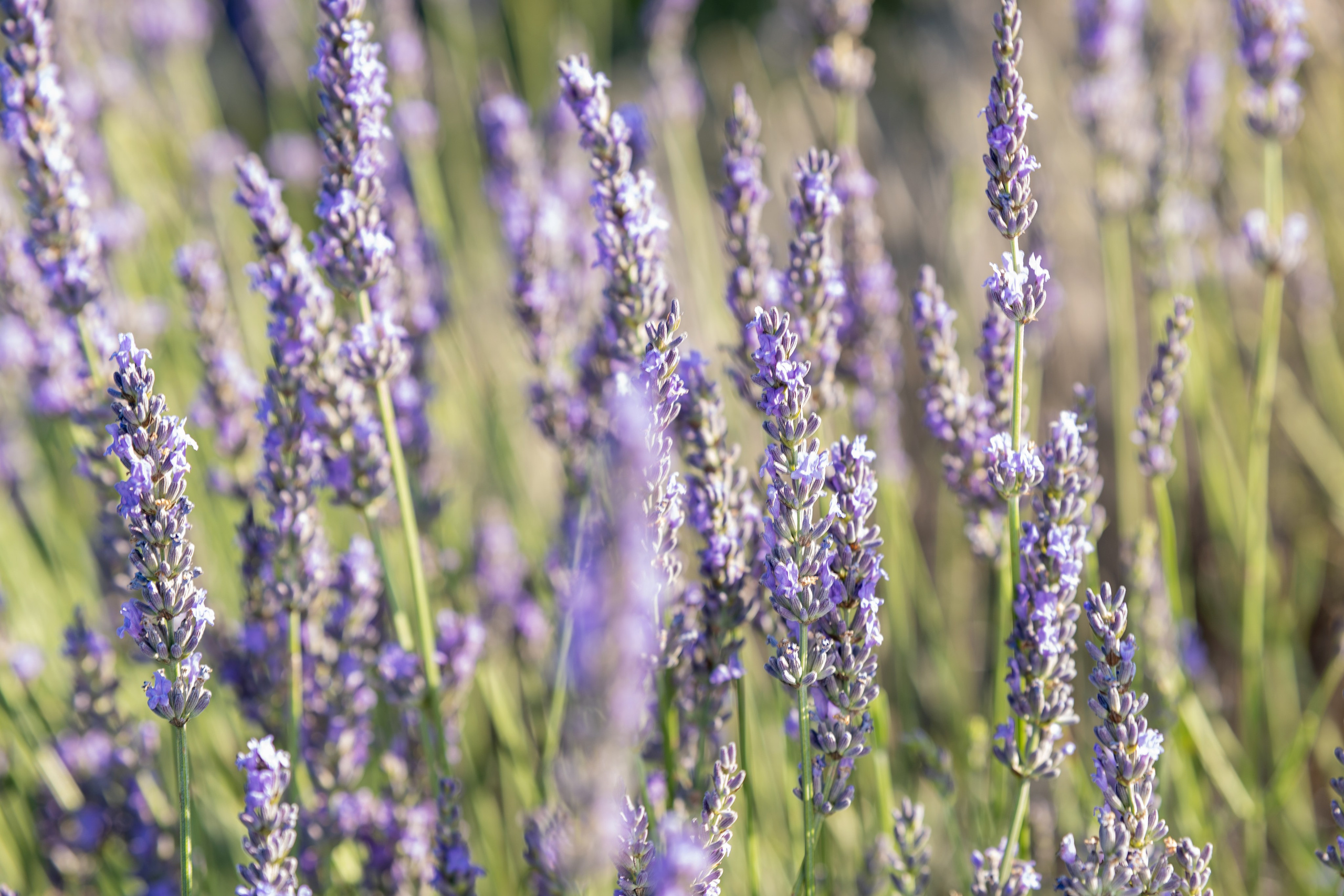 Shooting dans le champs de lavande. Photographe et retoucheuse des images des produits à Avignon en France