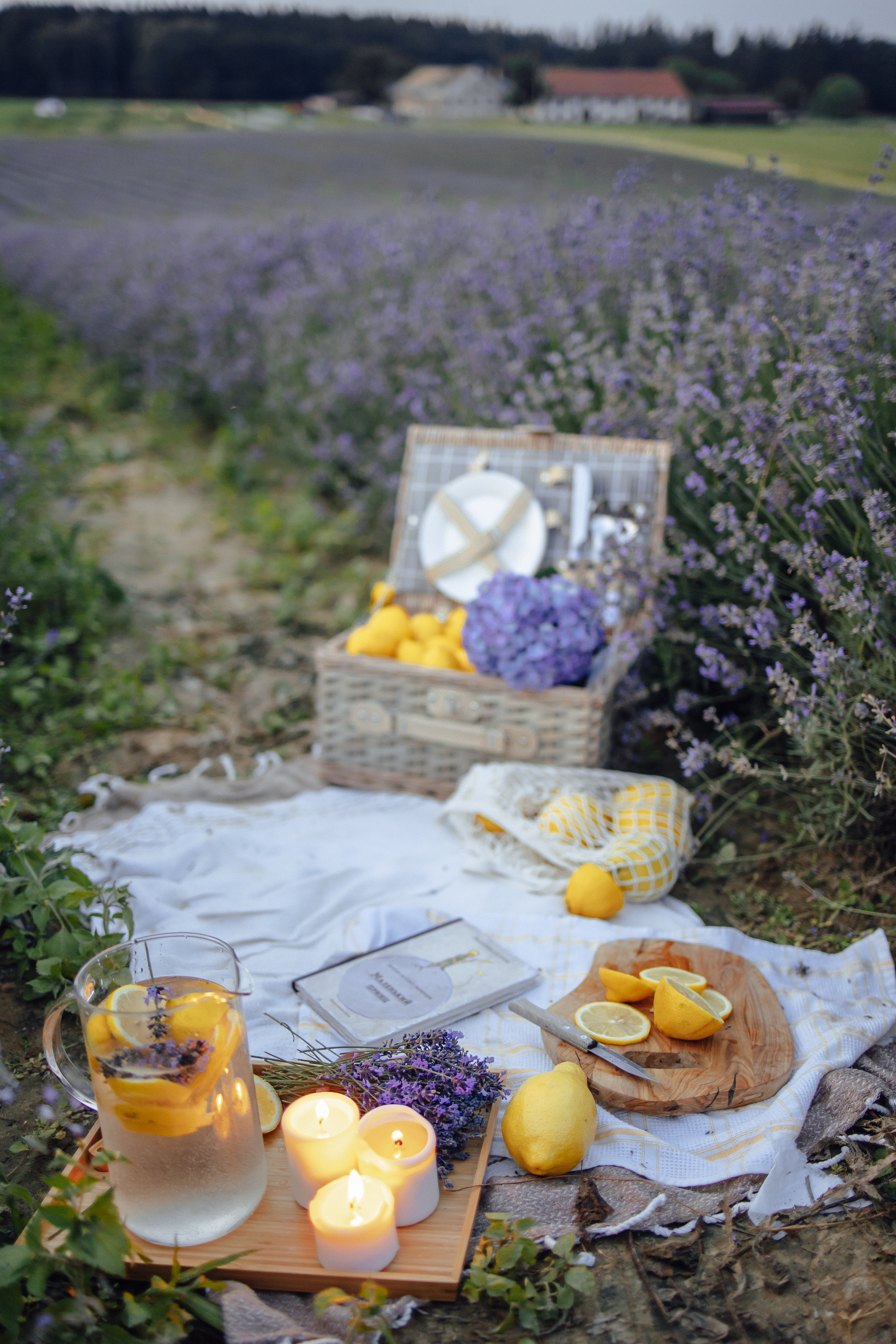 Lavendel. Фотограф в Мюнхене Анастасия Воробцова