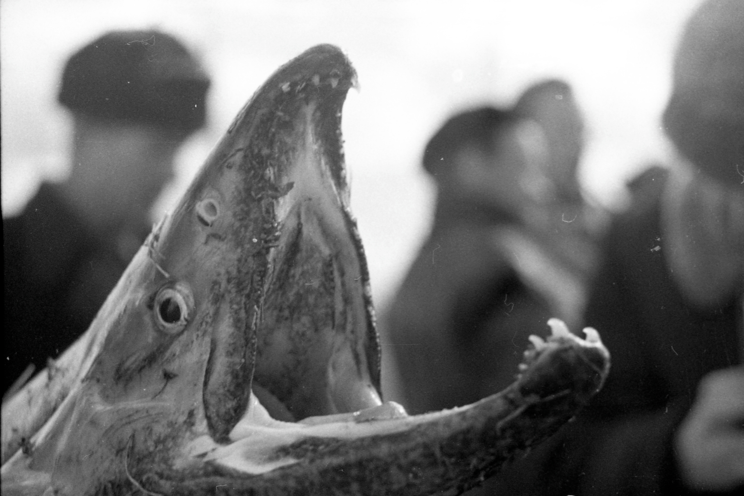 Siberia 1959. Andrzej Strumillo