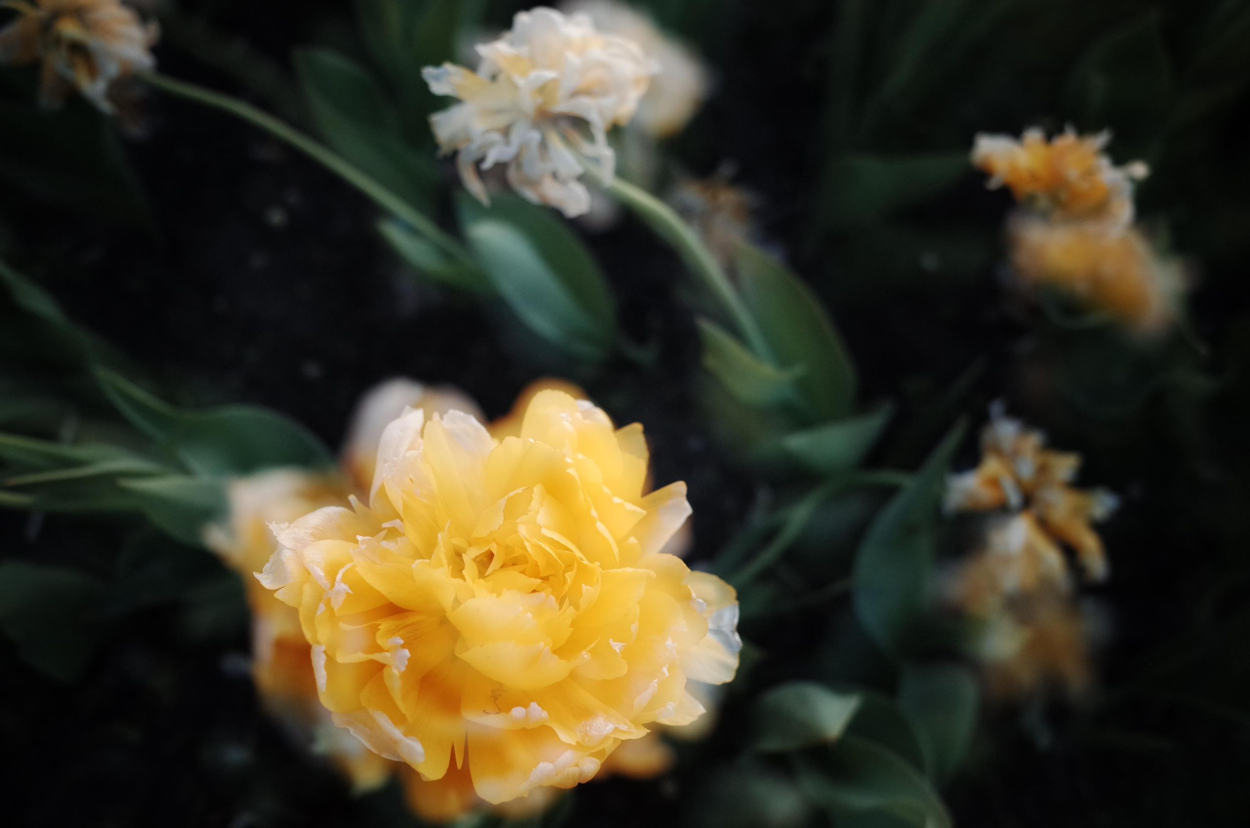 Demeter Dreams. Victoria Dini. Art photography in London / Folkestone, UK