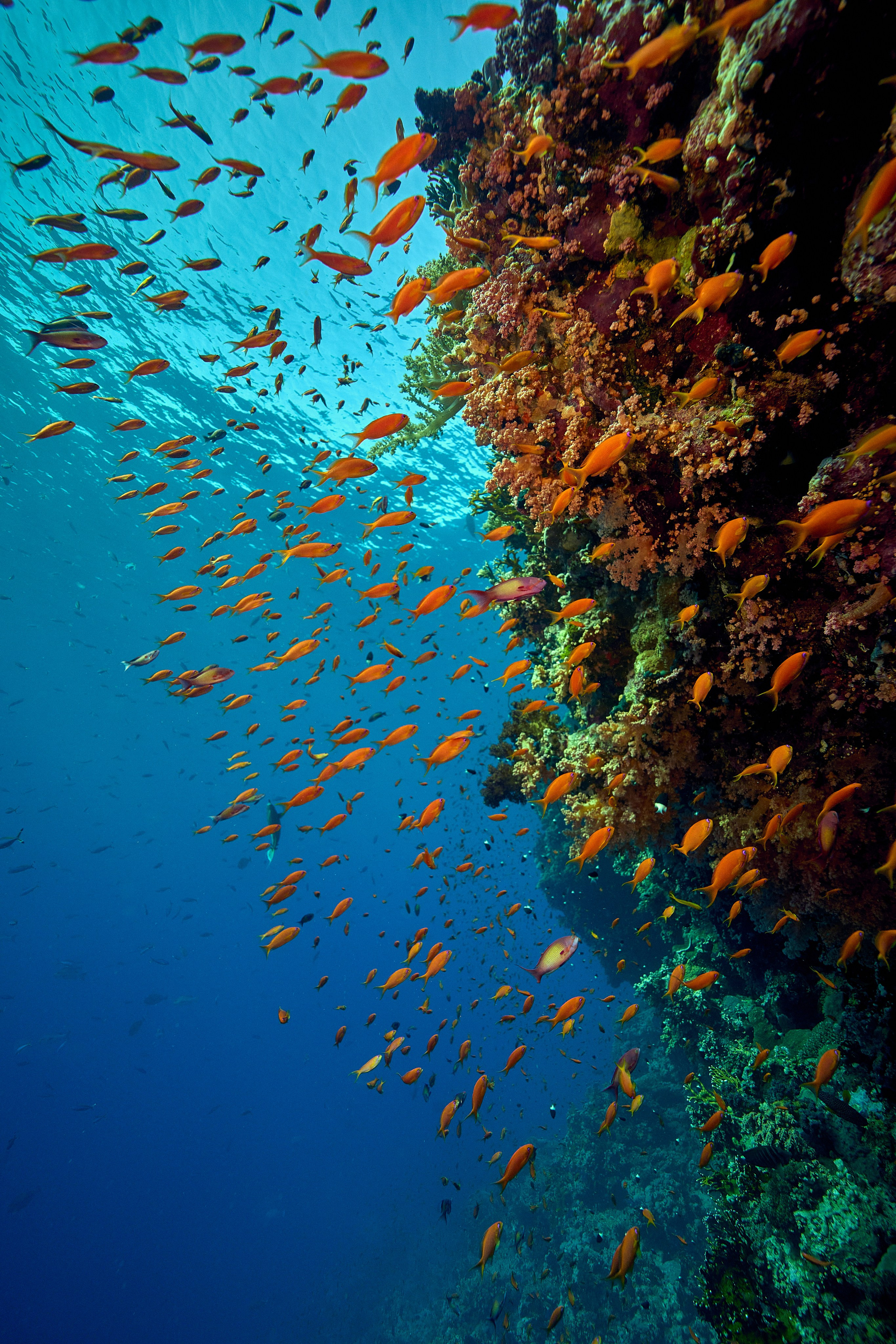 Fotograf podwodny Andriej Szypiłow - Fauna i flora Czerwonego i Adriatyckiego Mórz. Andriej Szypilow - Fotografia & Wideografia