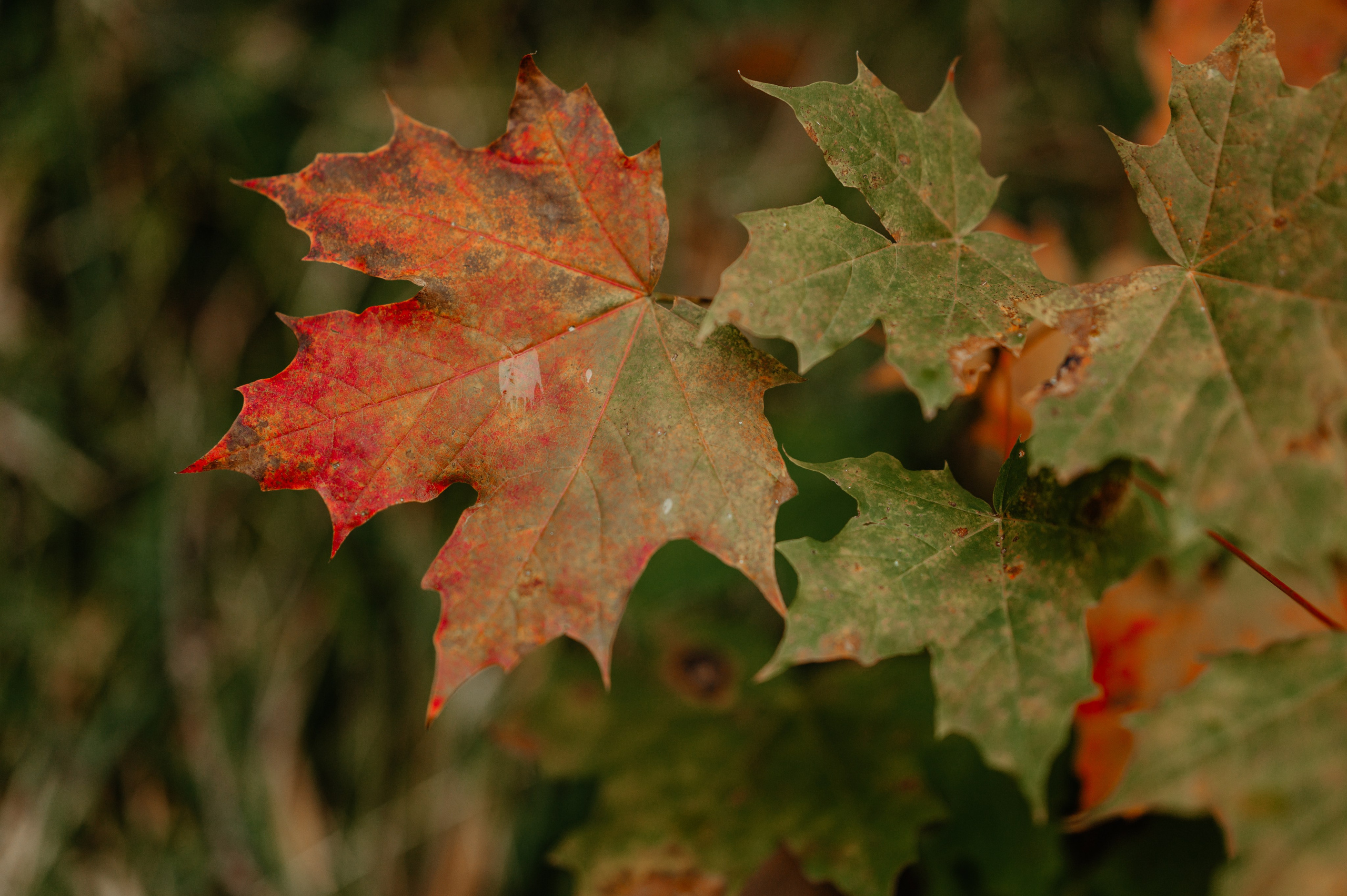 Denis Hanganu din Clanul si sotia lui Raluca, in Hintersee Austria. Proud Vision Weddings | Wedding Photography & Film — Servicii profesionale Foto Video Nunta Iasi