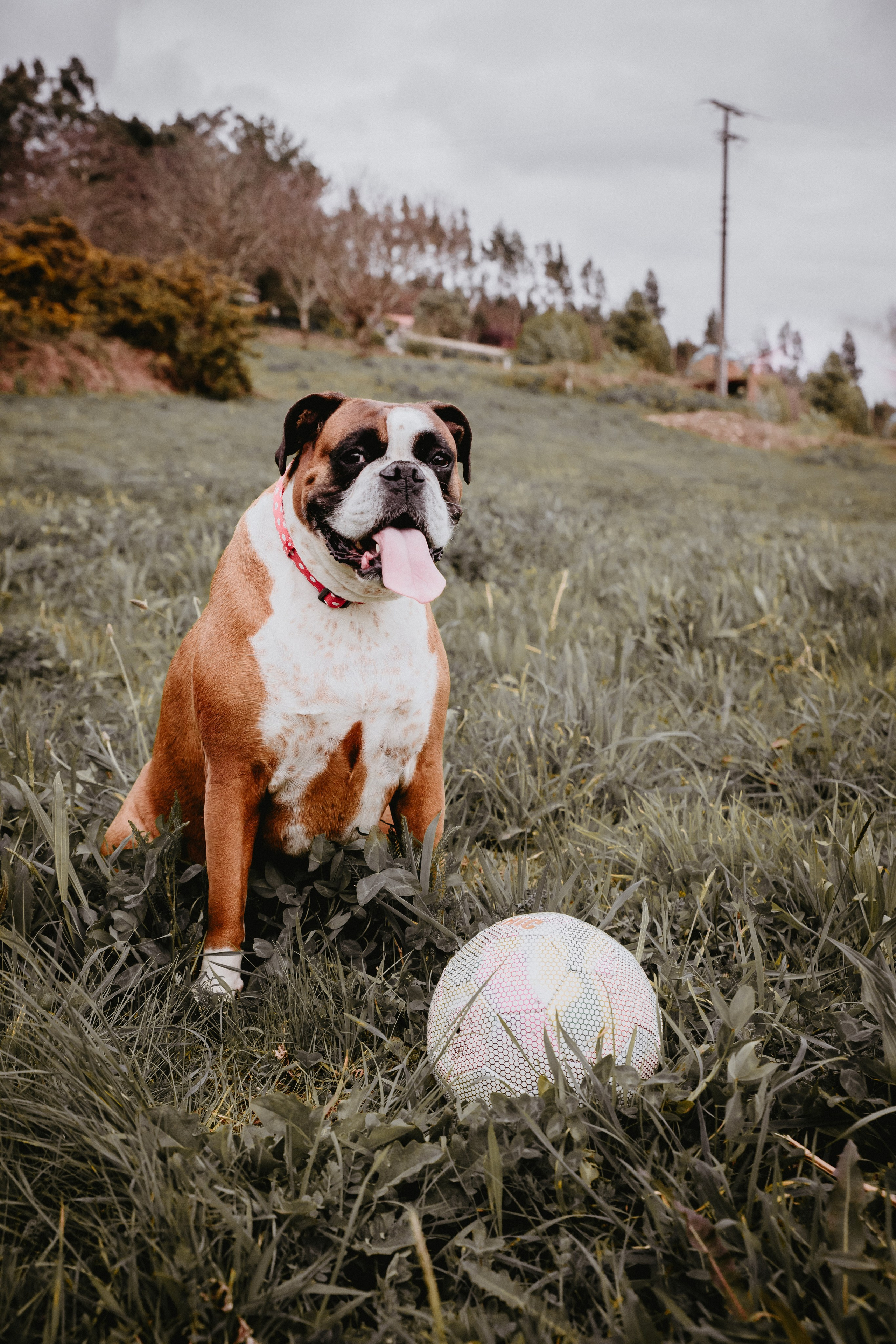 Sesiones fotográficas a mascotas. RabelByCris Fotógrafa en Coruña de Eventos, sesiones, mascotas