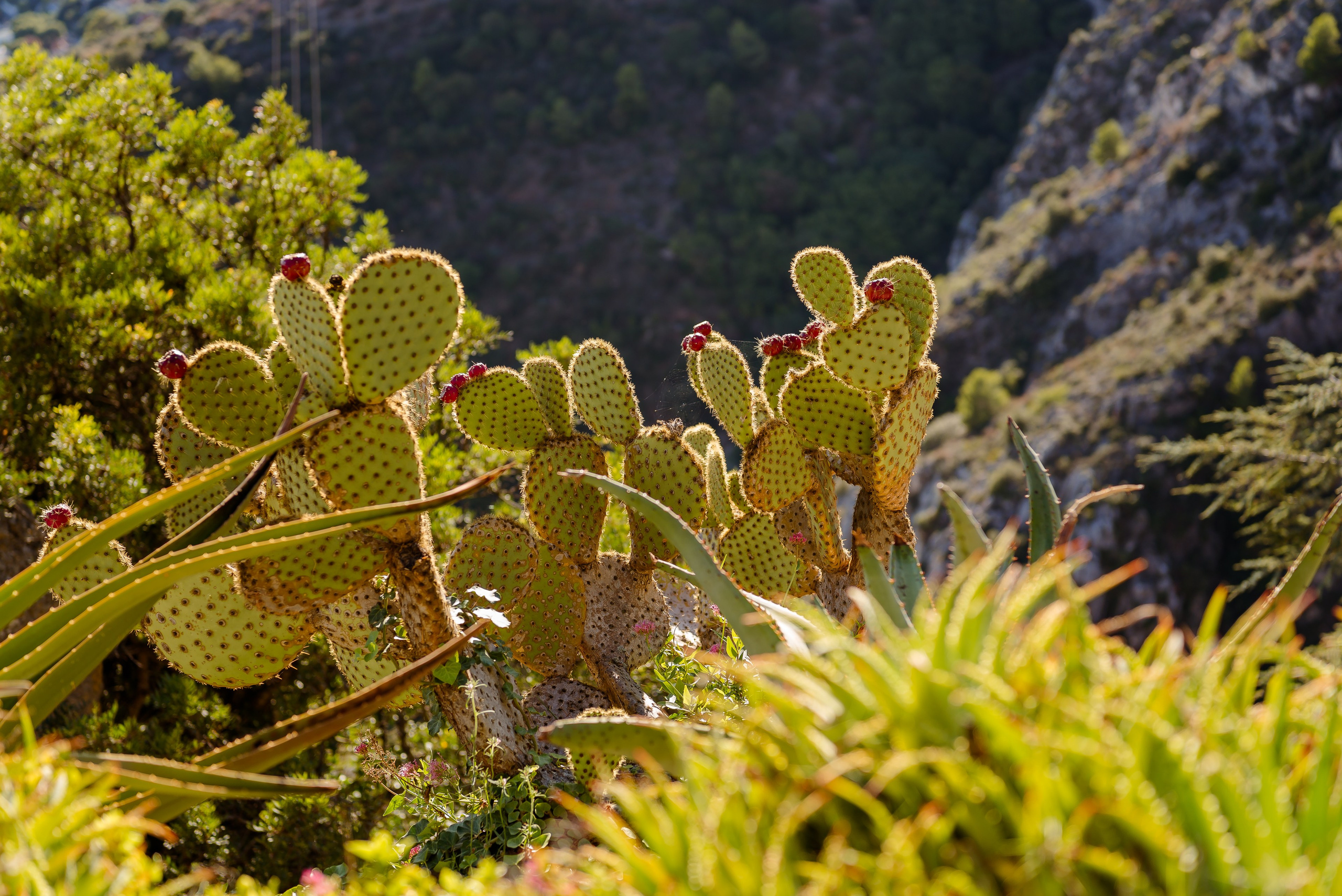 Natalia. Eze. MARIA VALUEVA Photographer in Nice, Cannes, Monaco, France, Europe, Istanbulm Turquie
