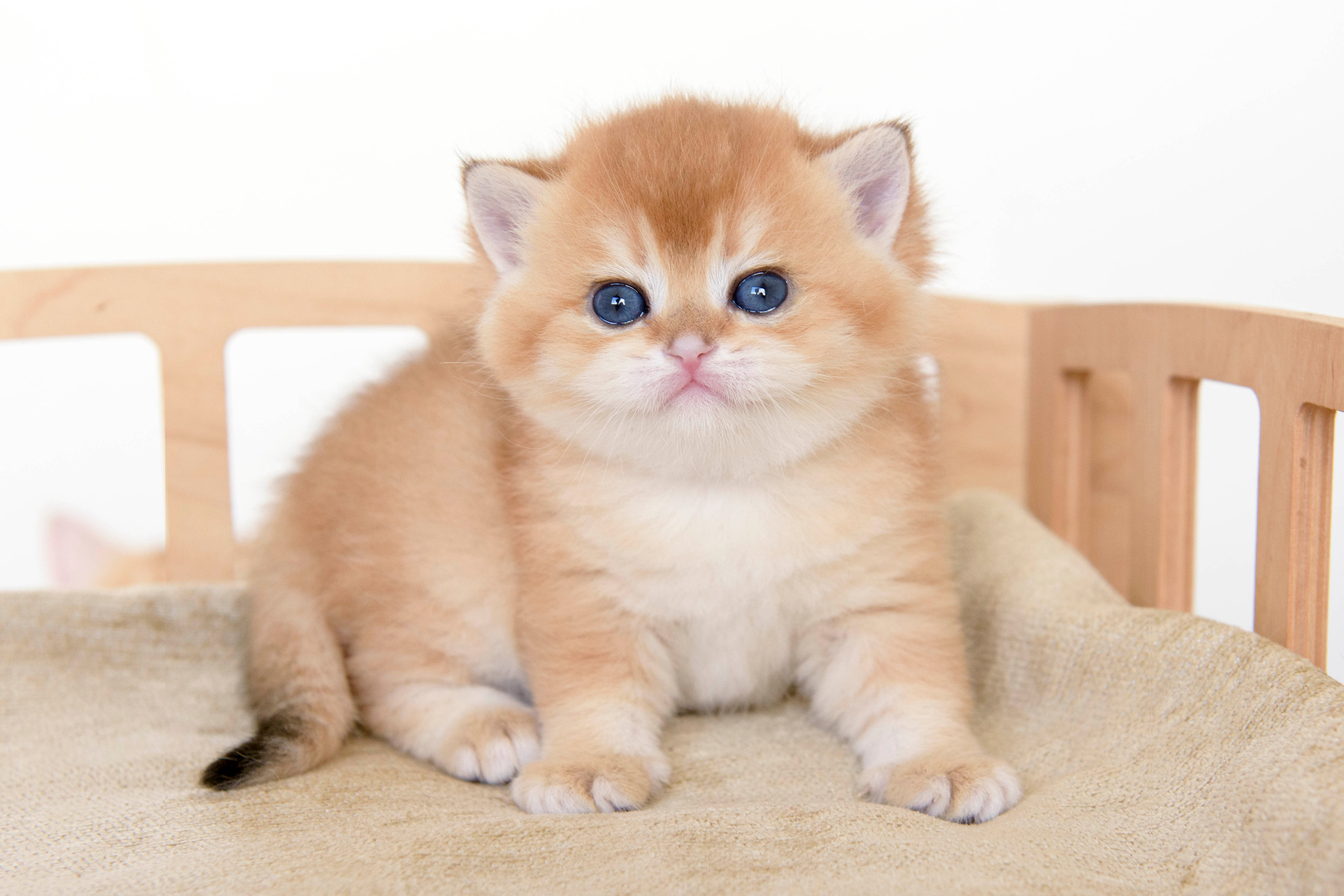 Питомник британских золотых шиншилл в Москве, британские кошки, питомник британских кошек, питомник золотых шиншилл, питомник золотых британцев, британская кошка Краснодар, британская золотая шиншилла Лимассол, питомник британских кошек на Кипре