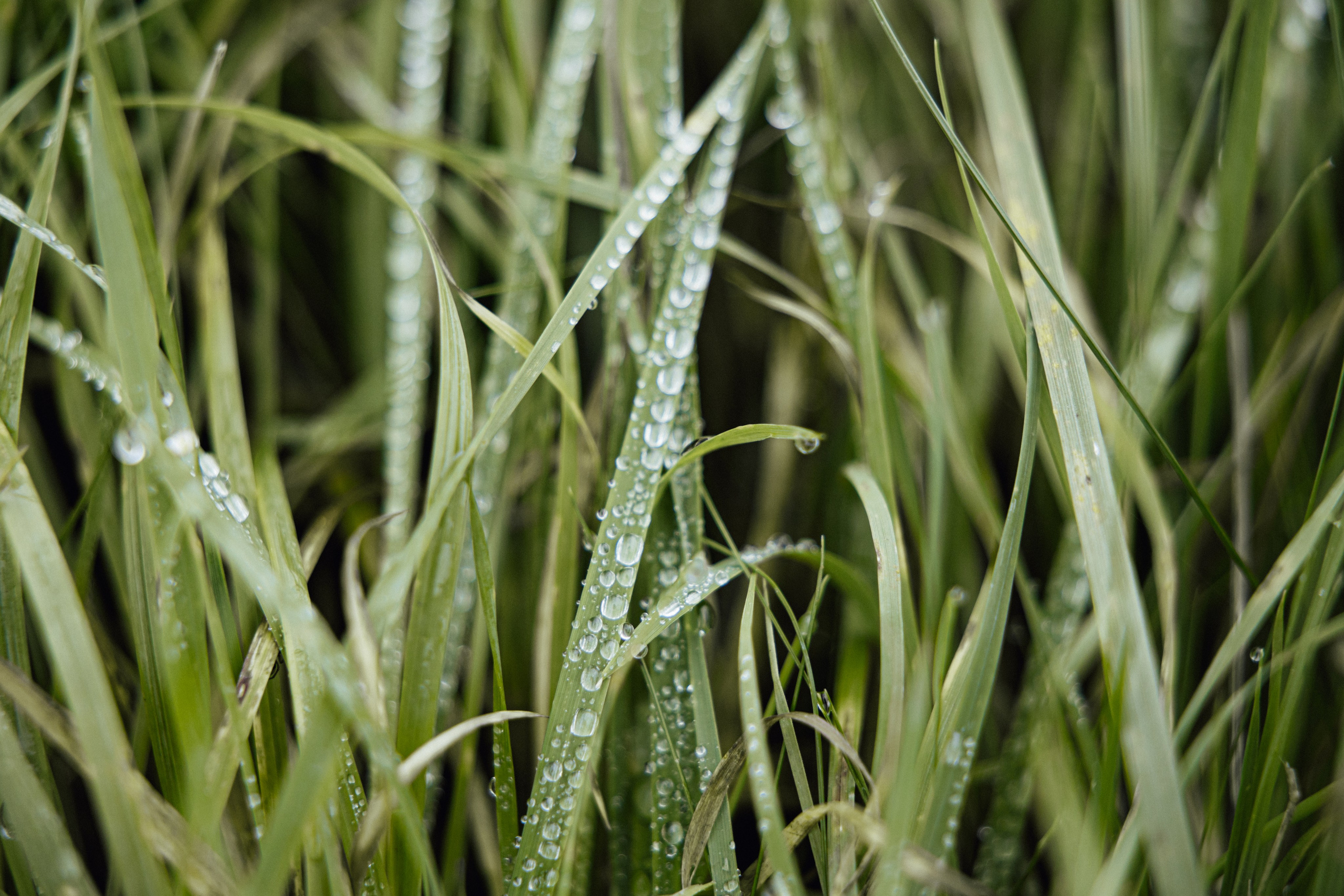 Luxury Wedding Photographer in London | Documentary & Editorial StyleElegant Editorial Wedding Photography – Candid & Timeless Moments, Authentic Wedding Storytelling – Documentary & Editorial Photographer, Cinematic & Refined Wedding Photos – Luxury Wedding Photography, Destination Wedding Photographer – Paris, London, France, Latvia, UK & Worldwide, Natural & Unscripted Wedding Moments – Documentary Wedding Photography, Fine Art Wedding Photography – Editorial Wedding Aesthetic, Luxury Wedding Photos with Soft, Timeless Edits | Editorial Touch, Bespoke Wedding Photography – Candid & Authentic Love Stories, Elegant & Romantic Wedding Photography – Stylish & Timeless Memories, LIGA KALNINA Documentary editorial wedding photography