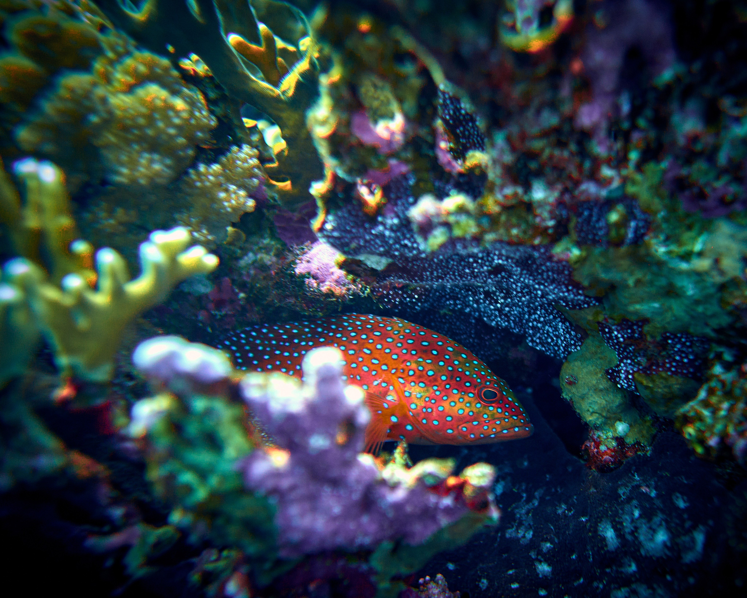 2023-11 - Diving Safari Deep South Egypt. Андрей Шипилов — Фотография & Видеография