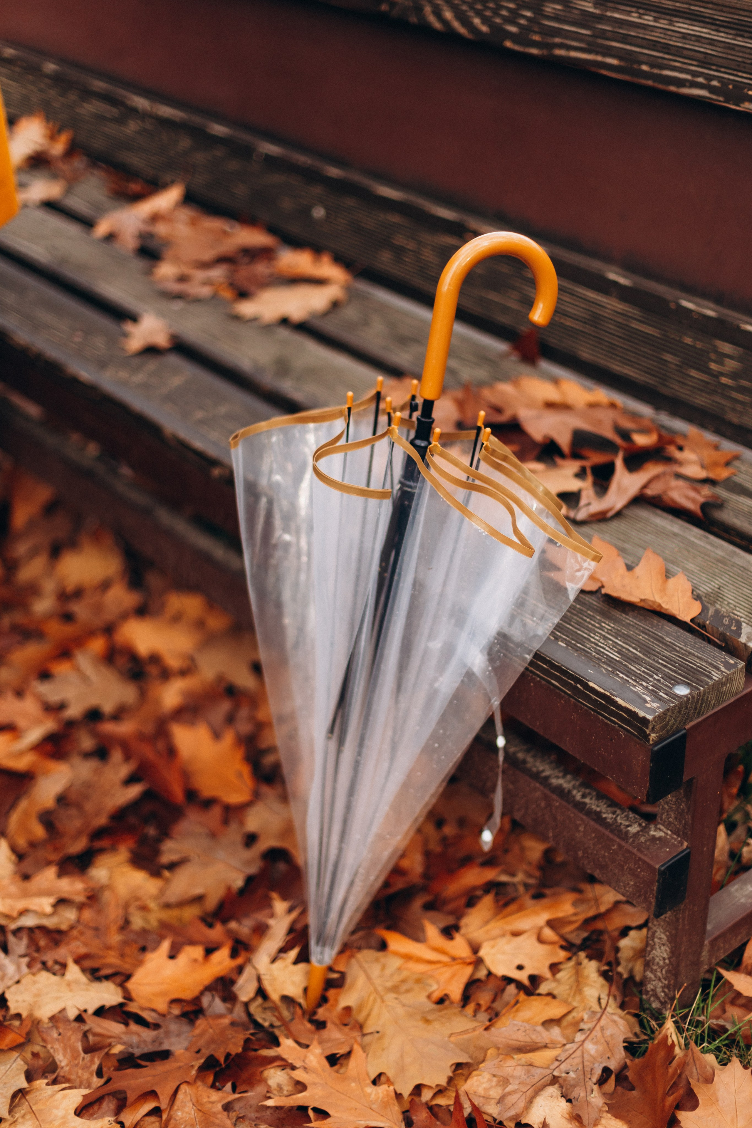 Autumn love. Wedding and Family Photograph