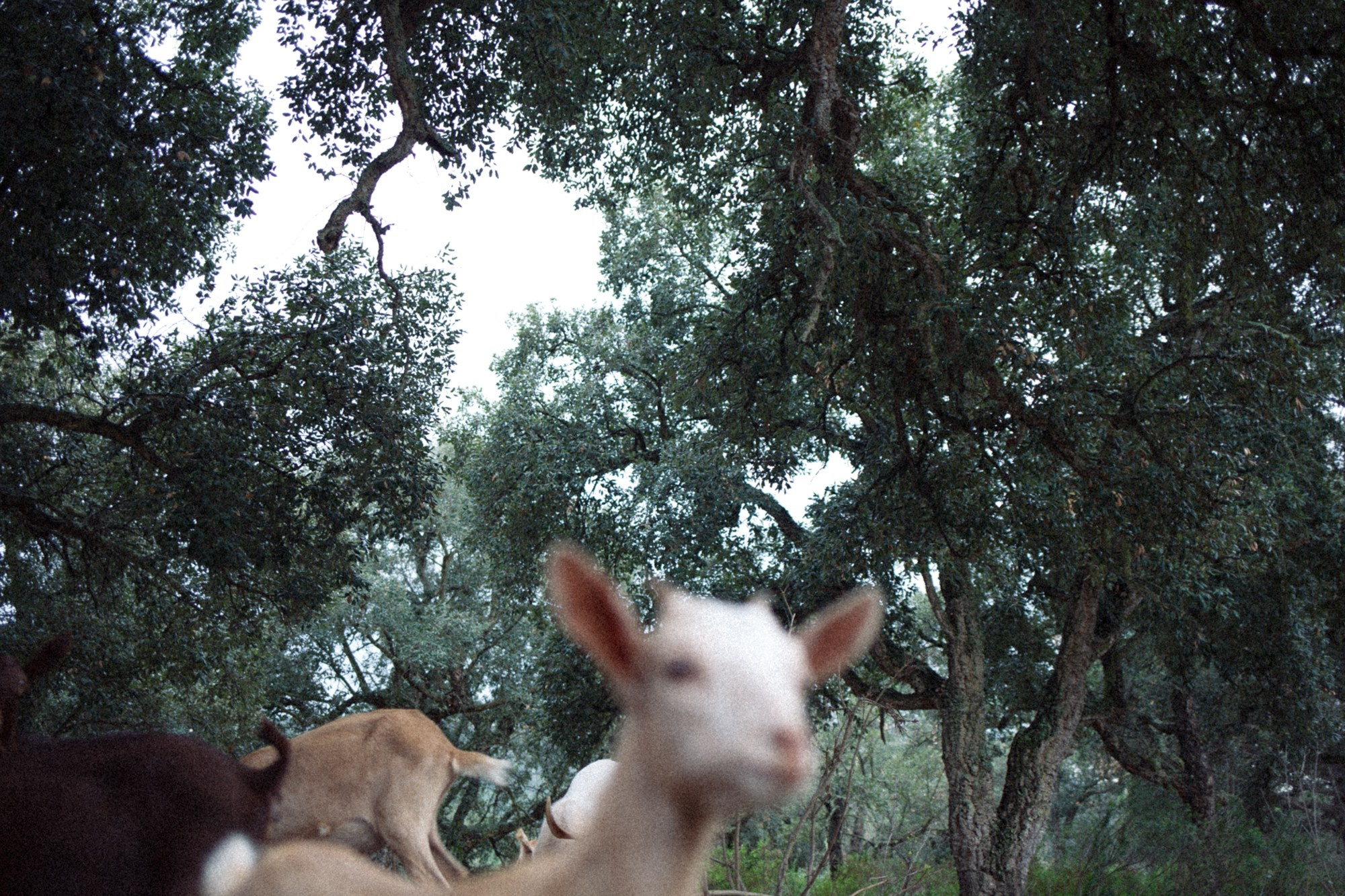 A goat peeking through a dense grove of trees