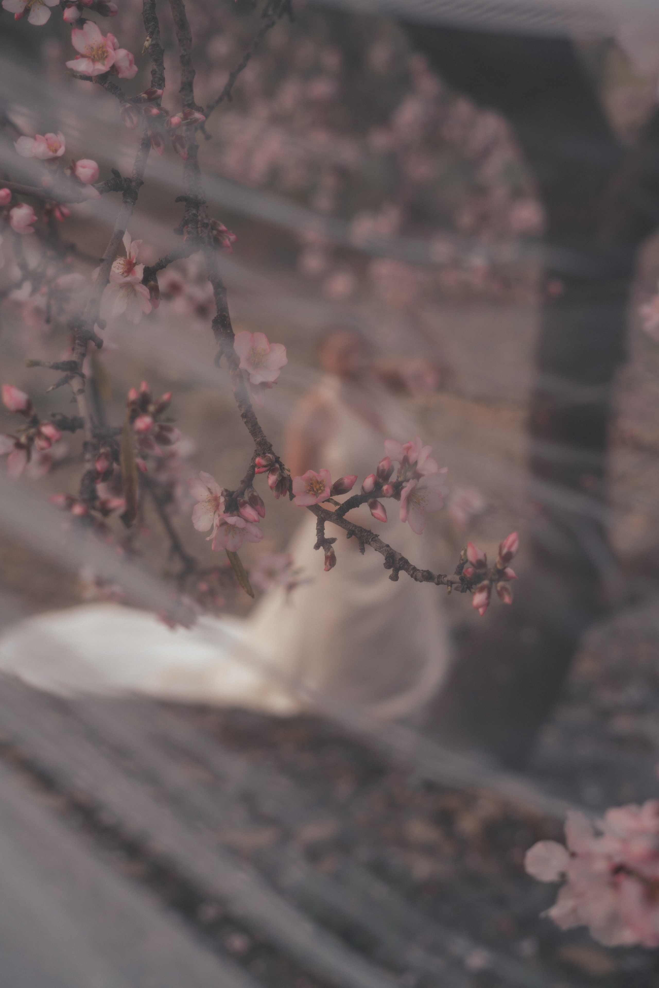 Свадебная прогулка в цветущем миндале. Анастасия Благова — Твой фотограф в Малаге 🇪🇸