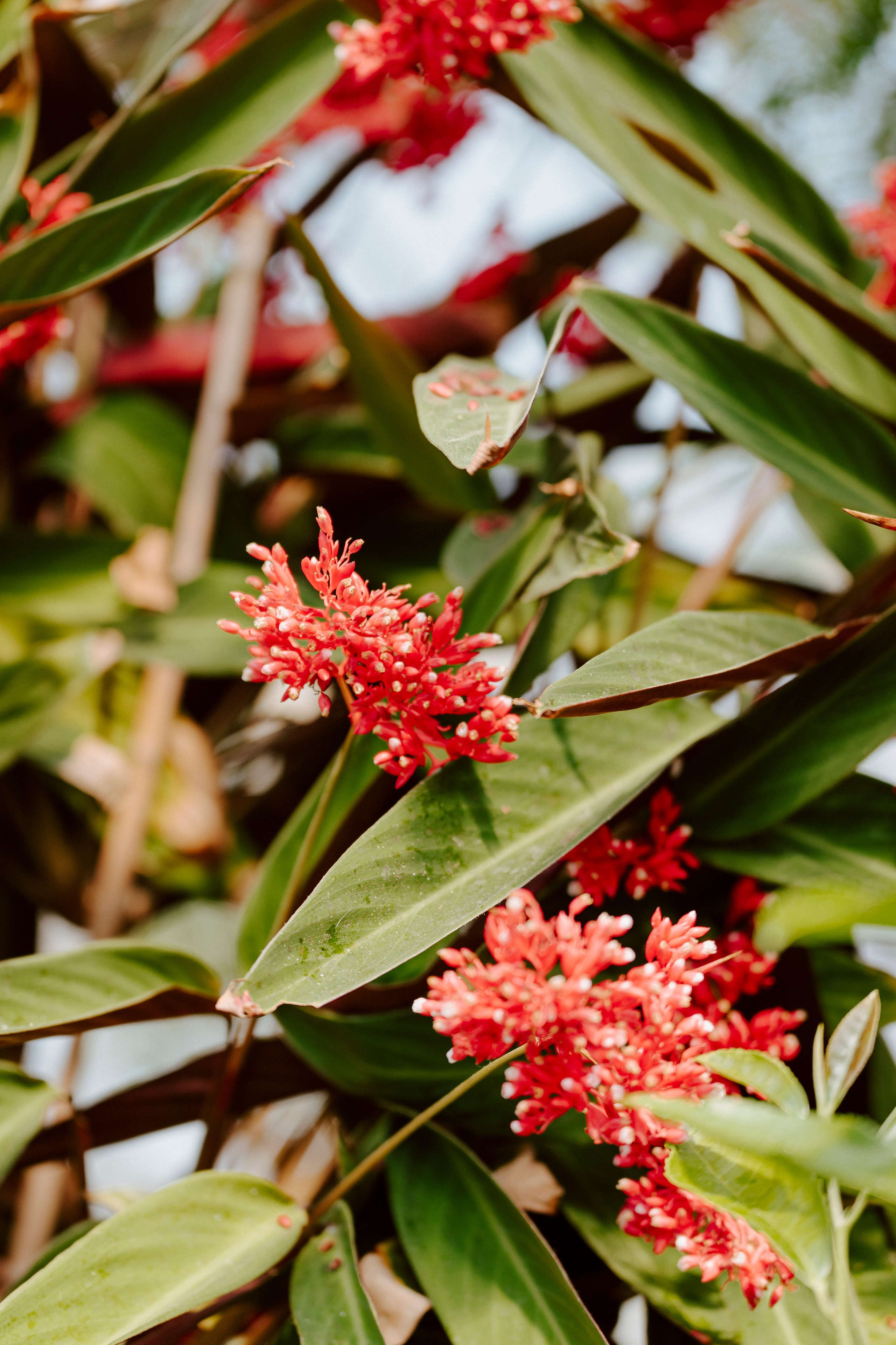 Gallery. Natasha Shakh