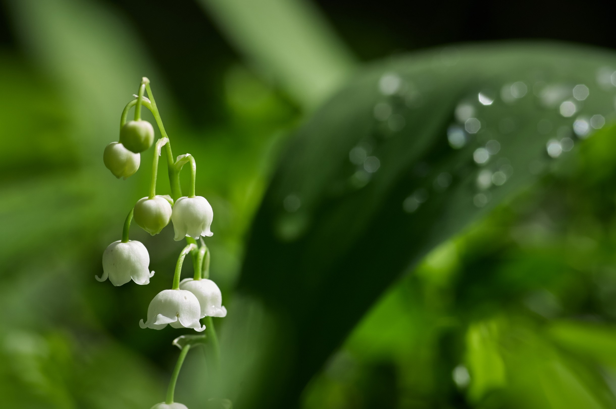 Close-Up. Yuri Popkov | Photographer