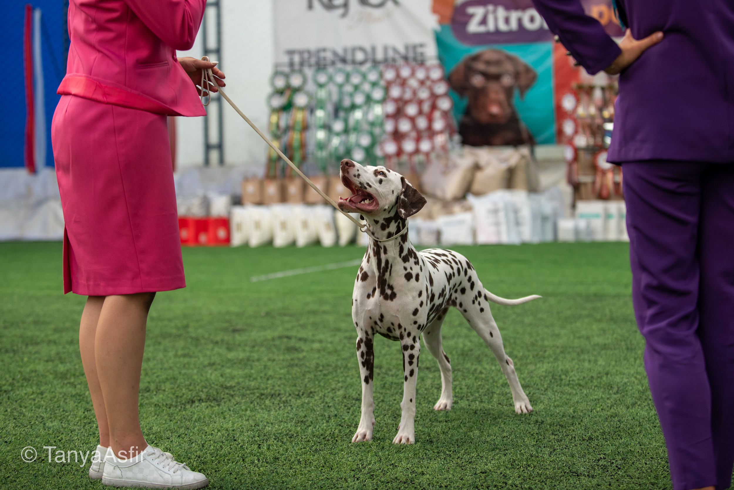 Репортаж событий из мира кинологии. Фотограф в Белграде Таня Асфирь