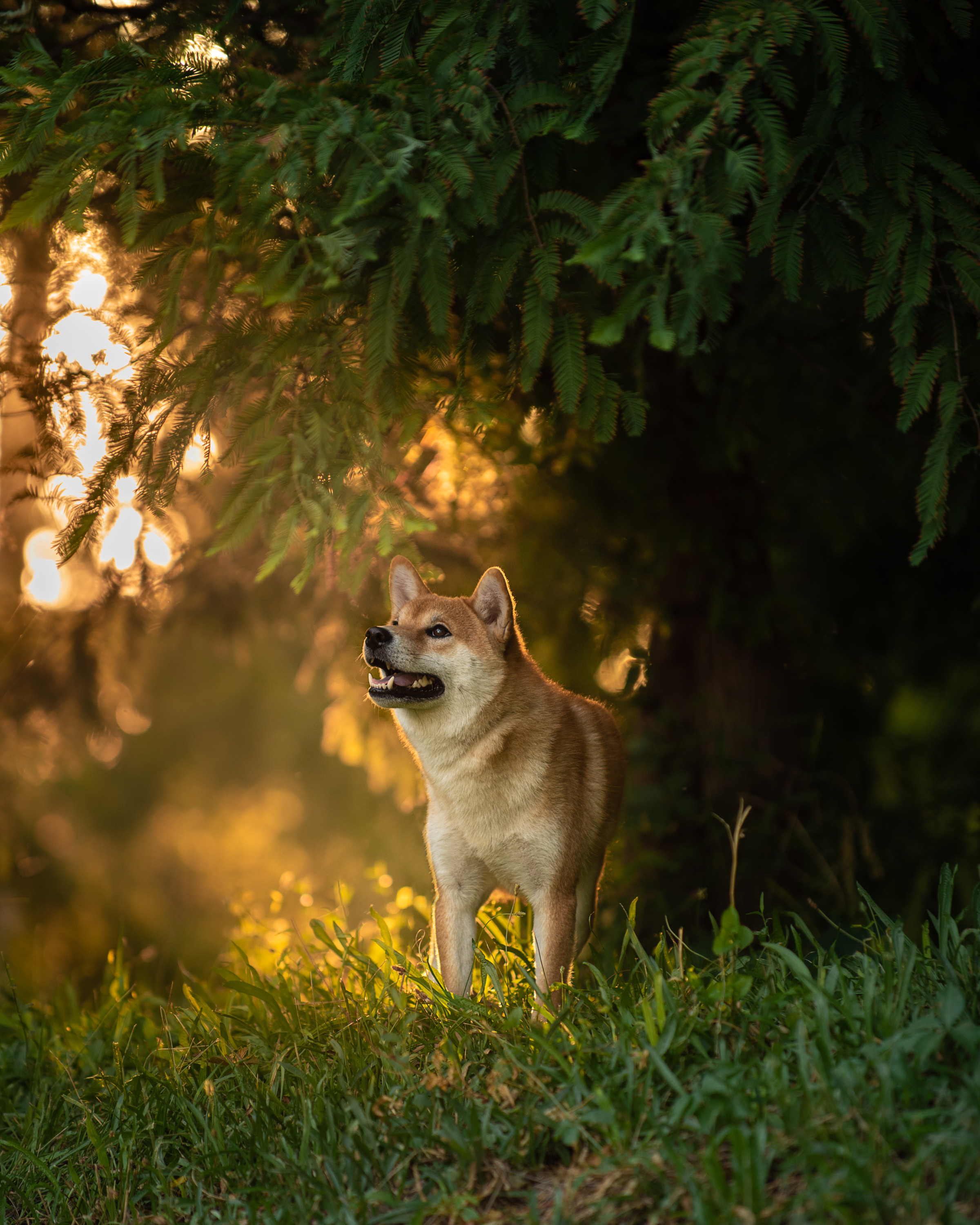 Фотопрогулки с собакой. Фотограф в Белграде Таня Асфирь