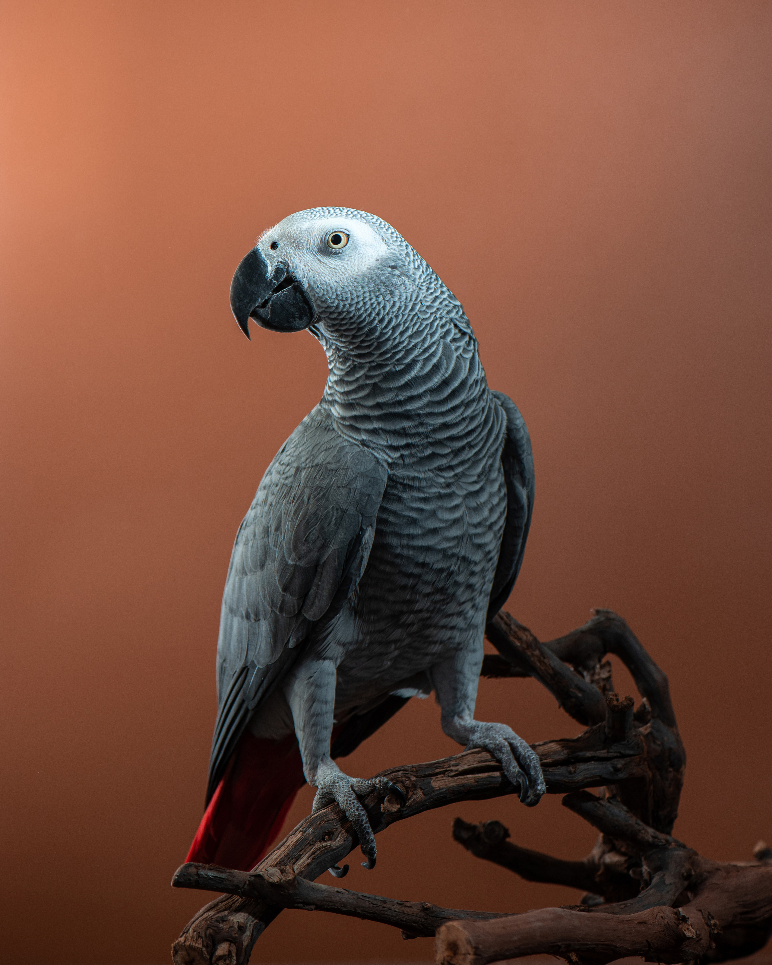 Студийные портреты домашних животных. Фотограф в Белграде Таня Асфирь