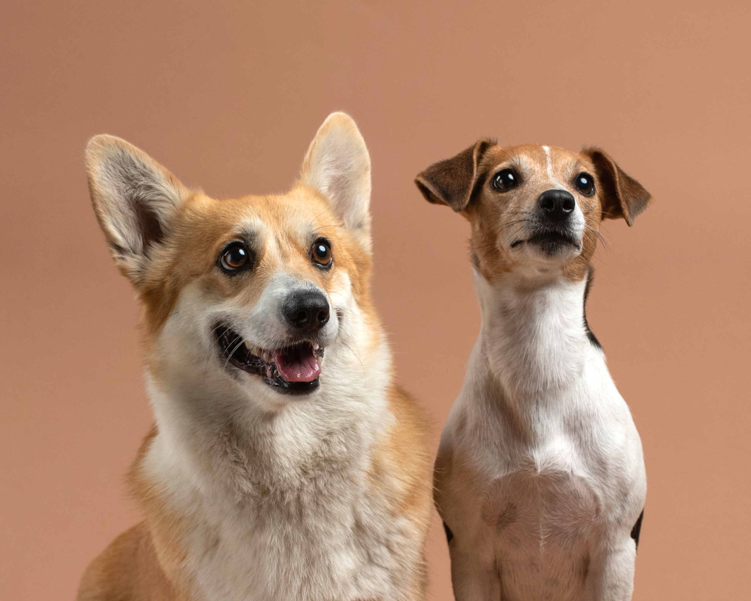 Студийные портреты домашних животных. Фотограф в Белграде Таня Асфирь