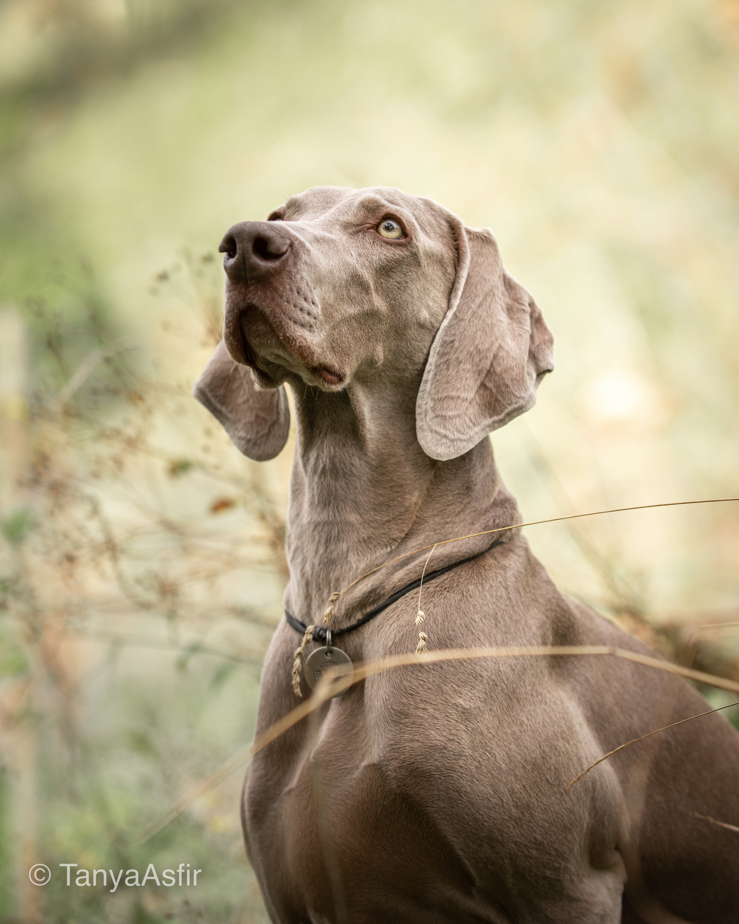 Фотопрогулки с собакой. Фотограф в Белграде Таня Асфирь