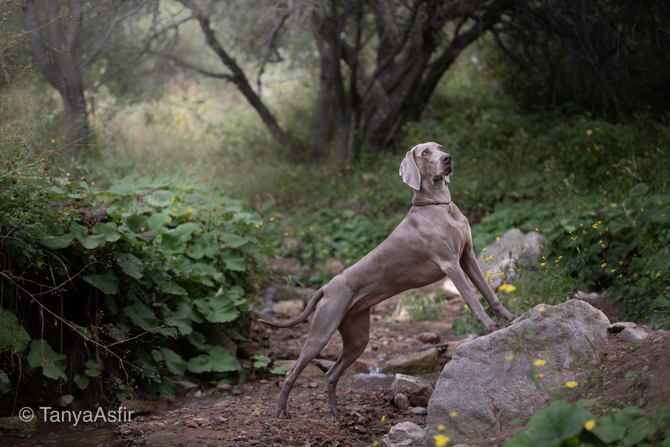 Фотопрогулки с собакой. Фотограф в Белграде Таня Асфирь