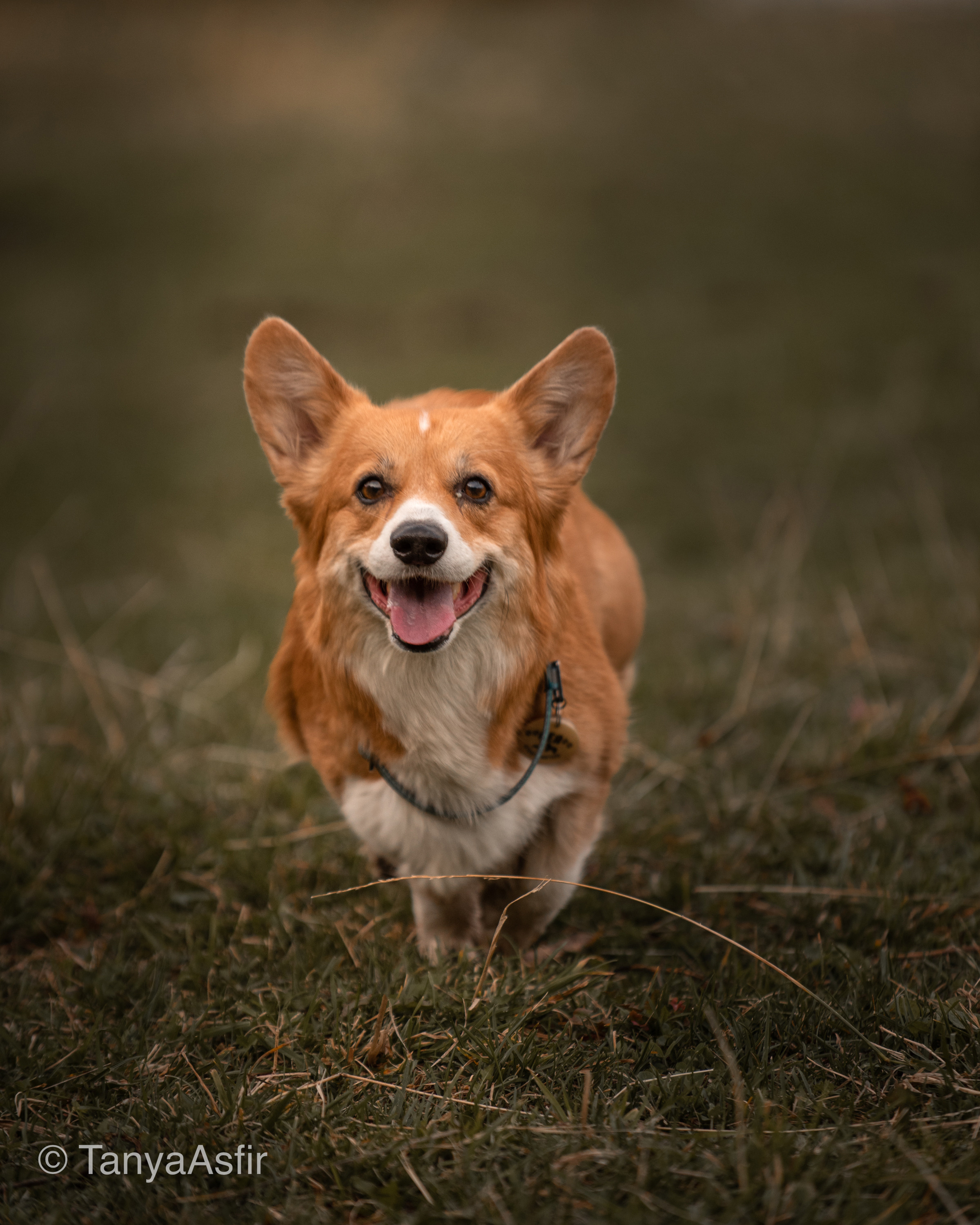 Фотопрогулки с собакой. Фотограф в Белграде Таня Асфирь