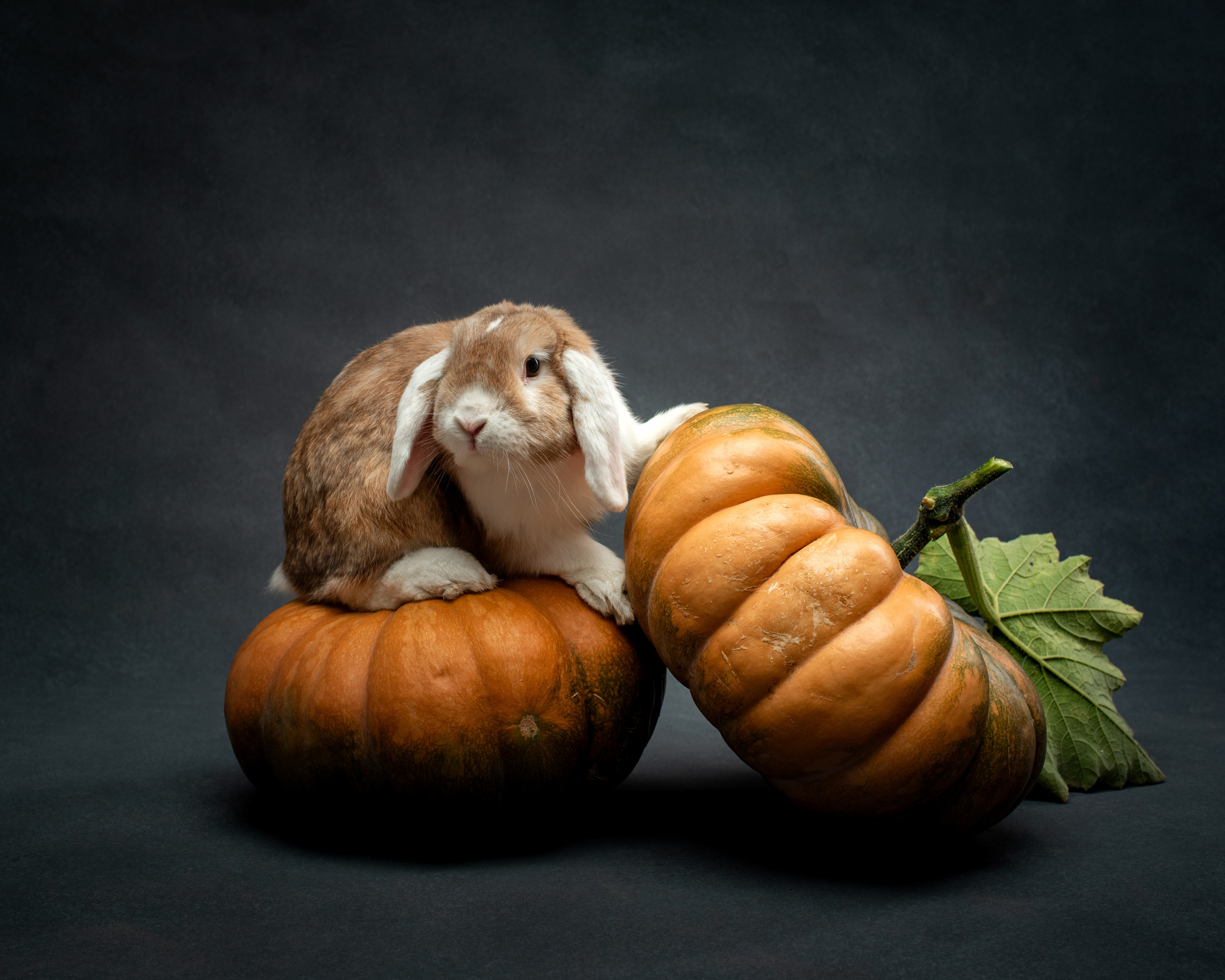 Студийные портреты домашних животных. Фотограф в Белграде Таня Асфирь