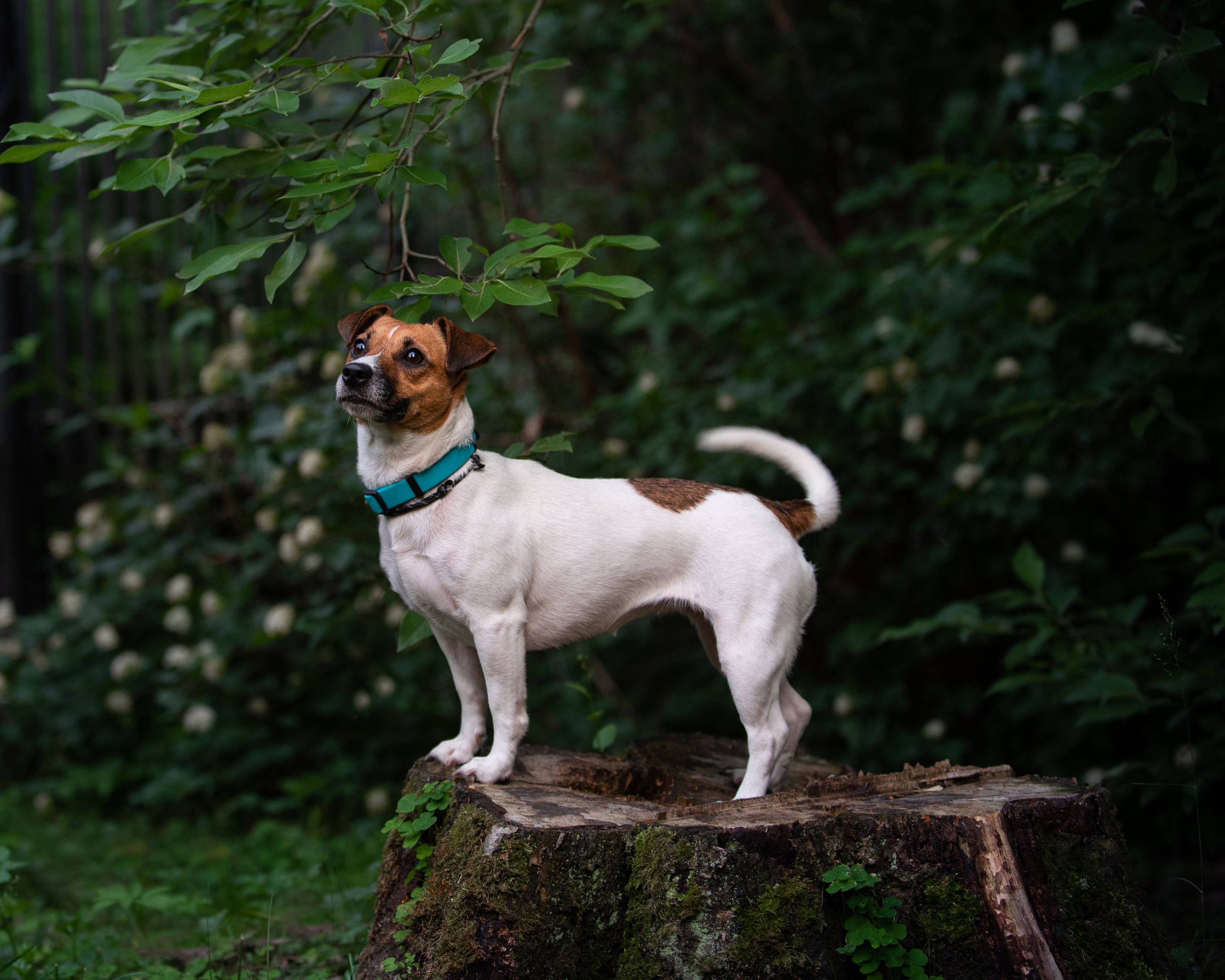 Фотопрогулки с собакой. Фотограф в Белграде Таня Асфирь