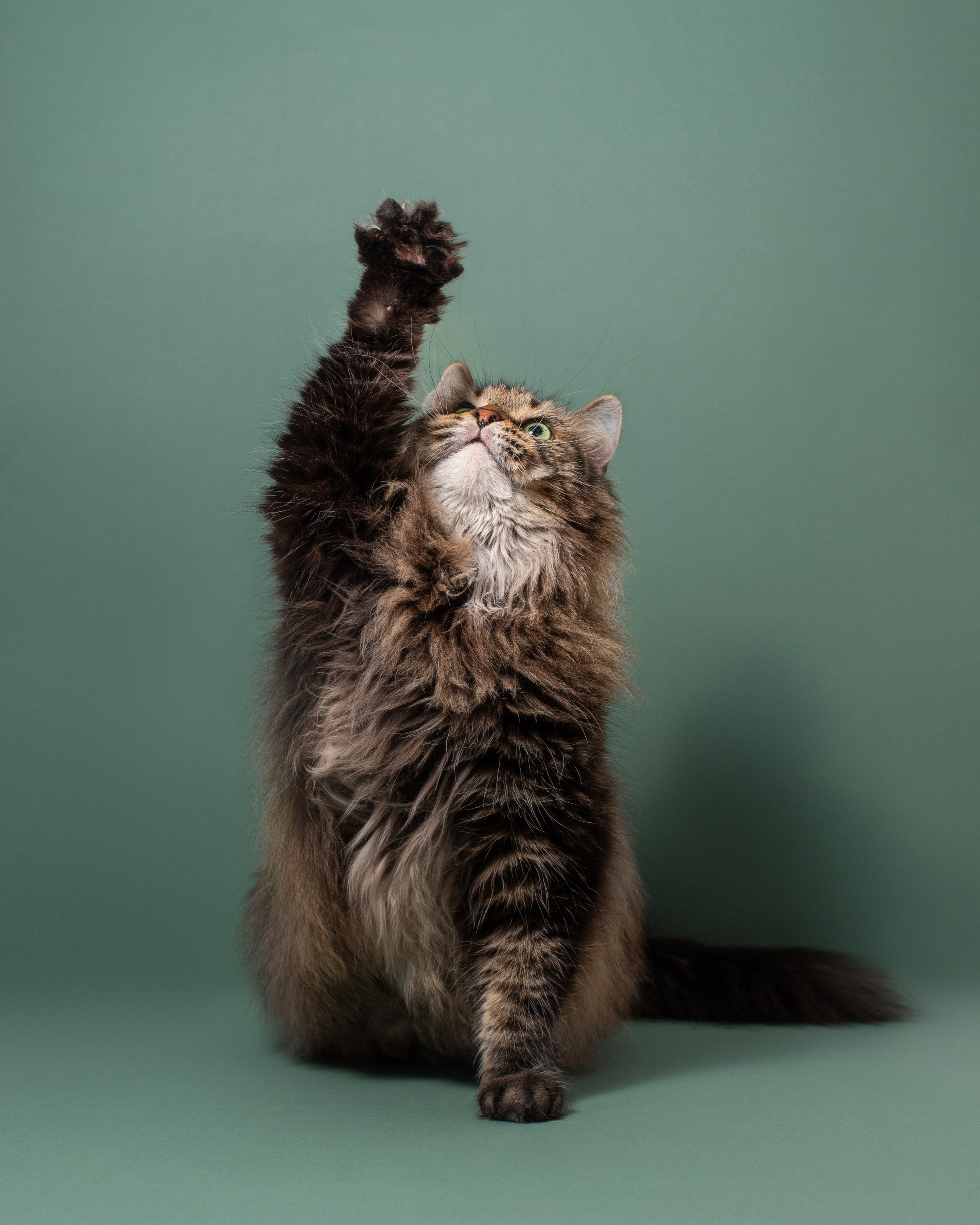 Студийные портреты домашних животных. Фотограф в Белграде Таня Асфирь