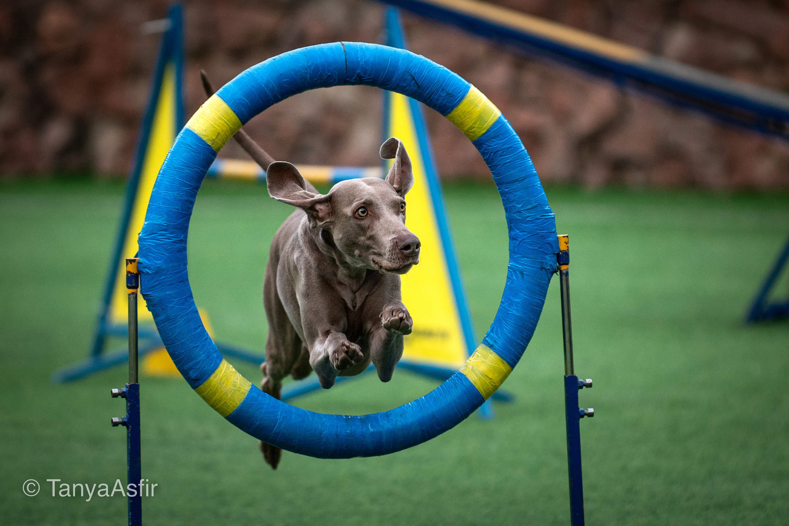 Репортаж событий из мира кинологии. Фотограф в Белграде Таня Асфирь