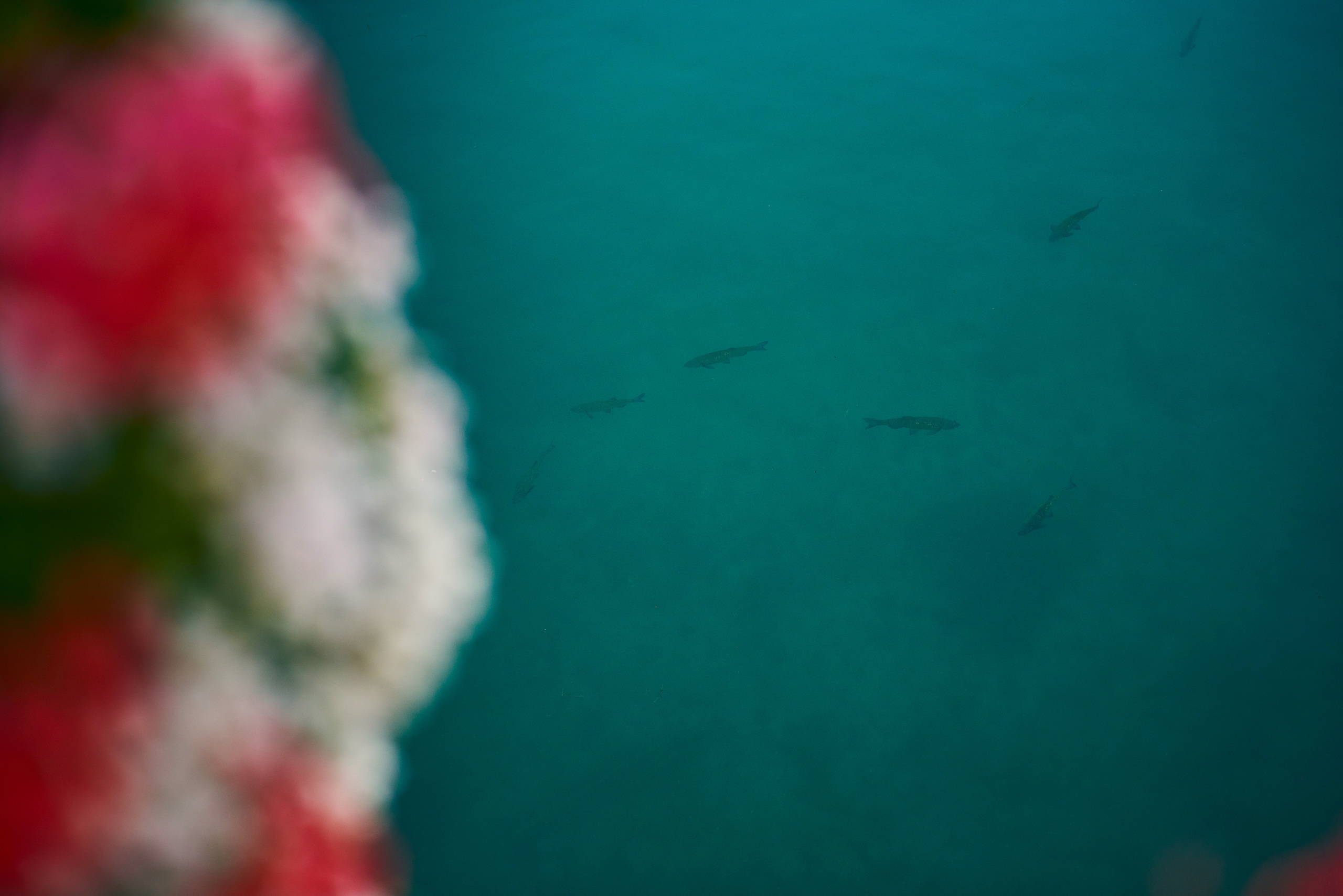 S+M | Fotografo di coppia a Peschiera del Garda