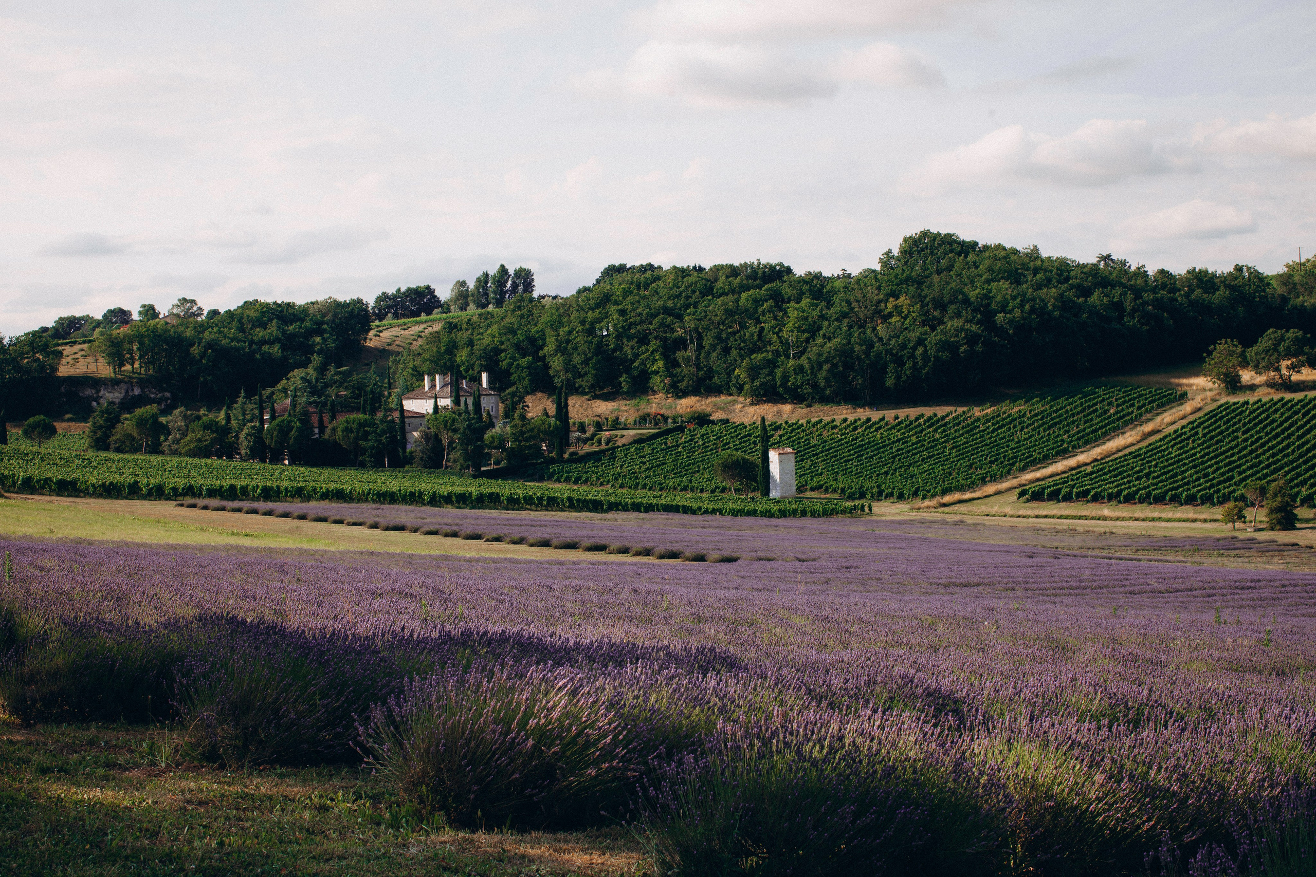 A Dreamy Family Photoshoot in the Lavender Fields Near Gaillac. Eugenie Smirnova — wedding, corporate and lifestyle photographer in Toulouse and Southwest France