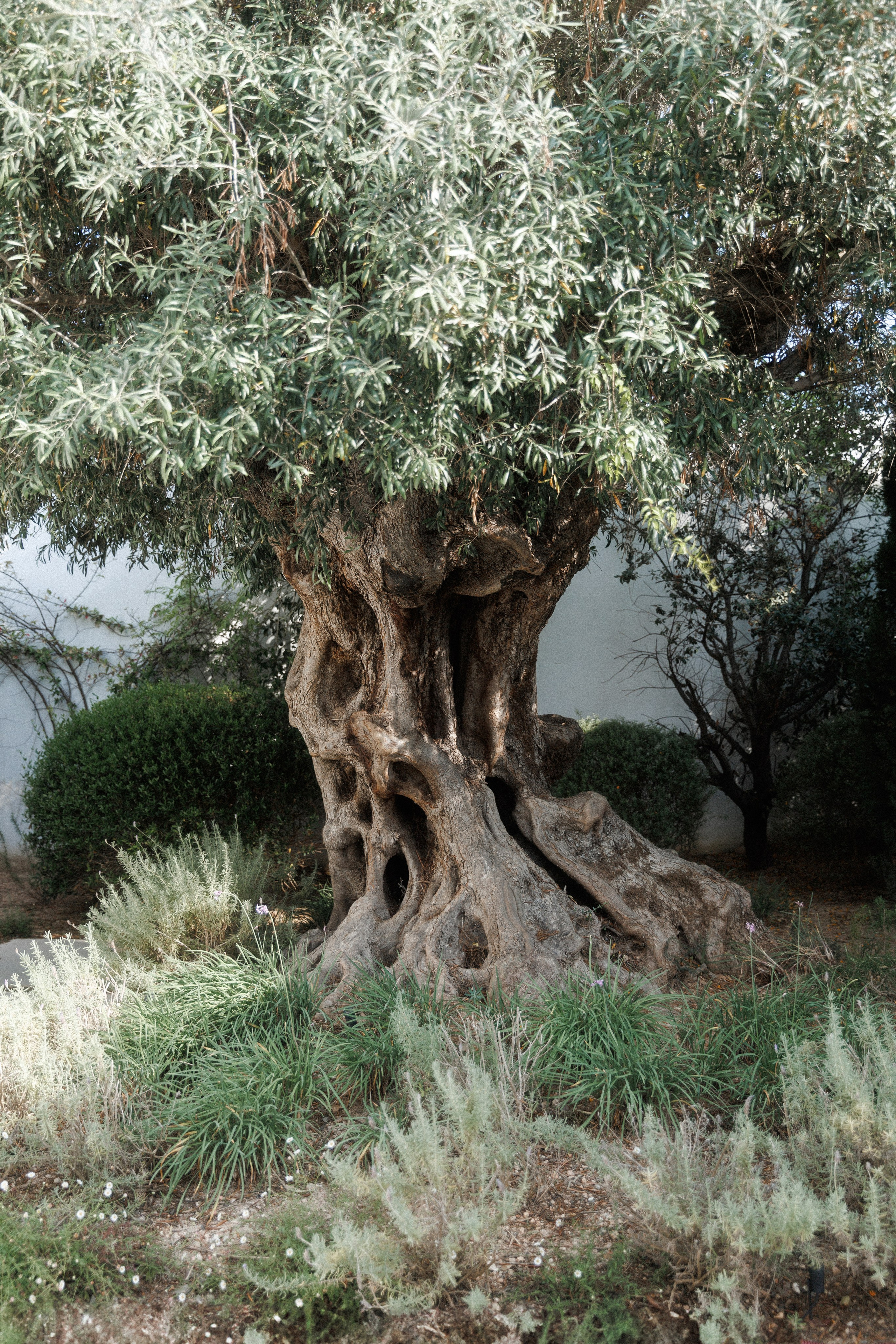 Camilla & Mirko. Sabina Ibiza. Paola fotógrafo / videografo de bodas en Barcelona