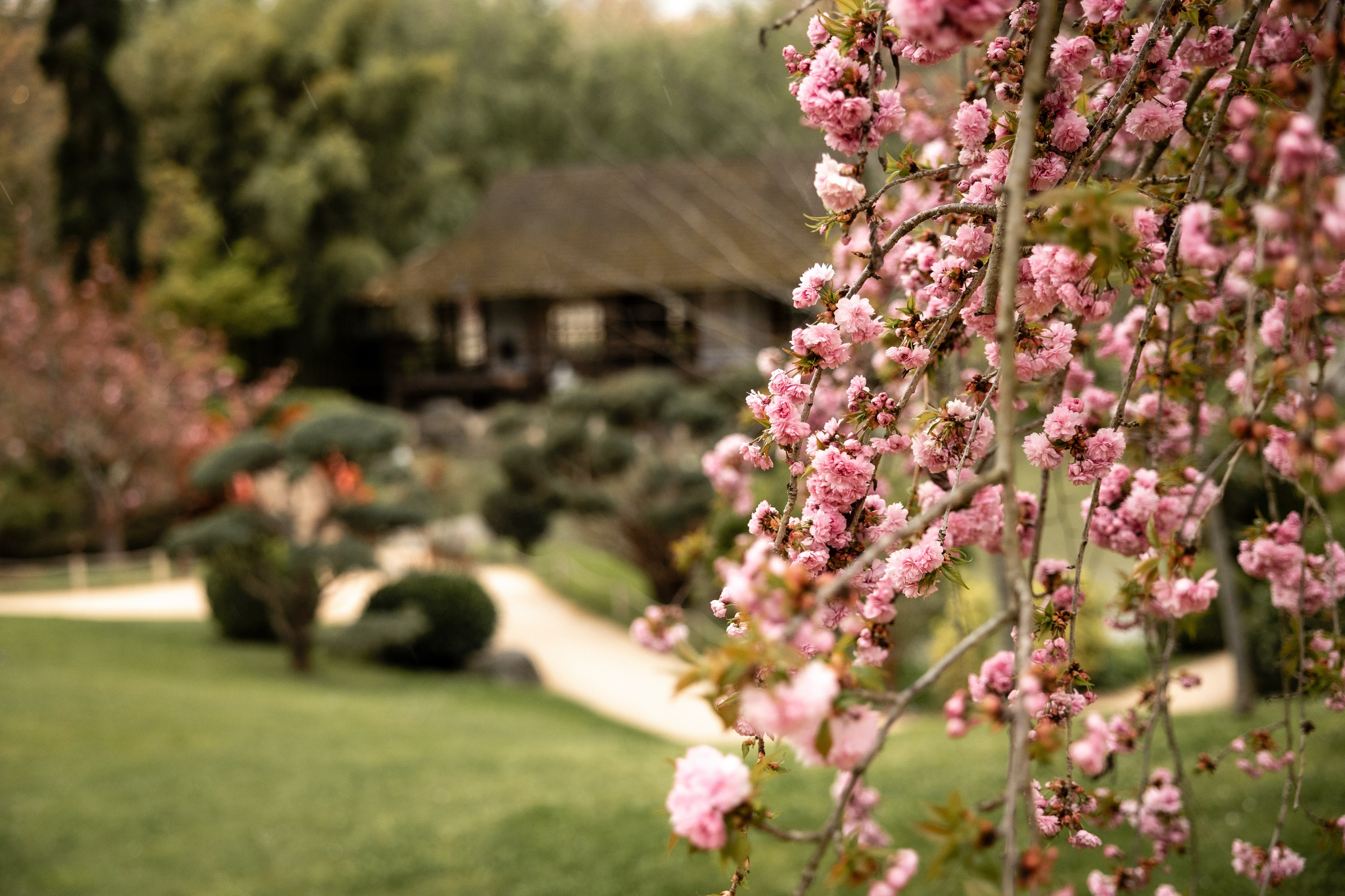 Photoshoot in the blooming Japanese Garden of Toulouse. Eugénie Smirnova — Photographe à Toulouse et dans le Sud-Ouest