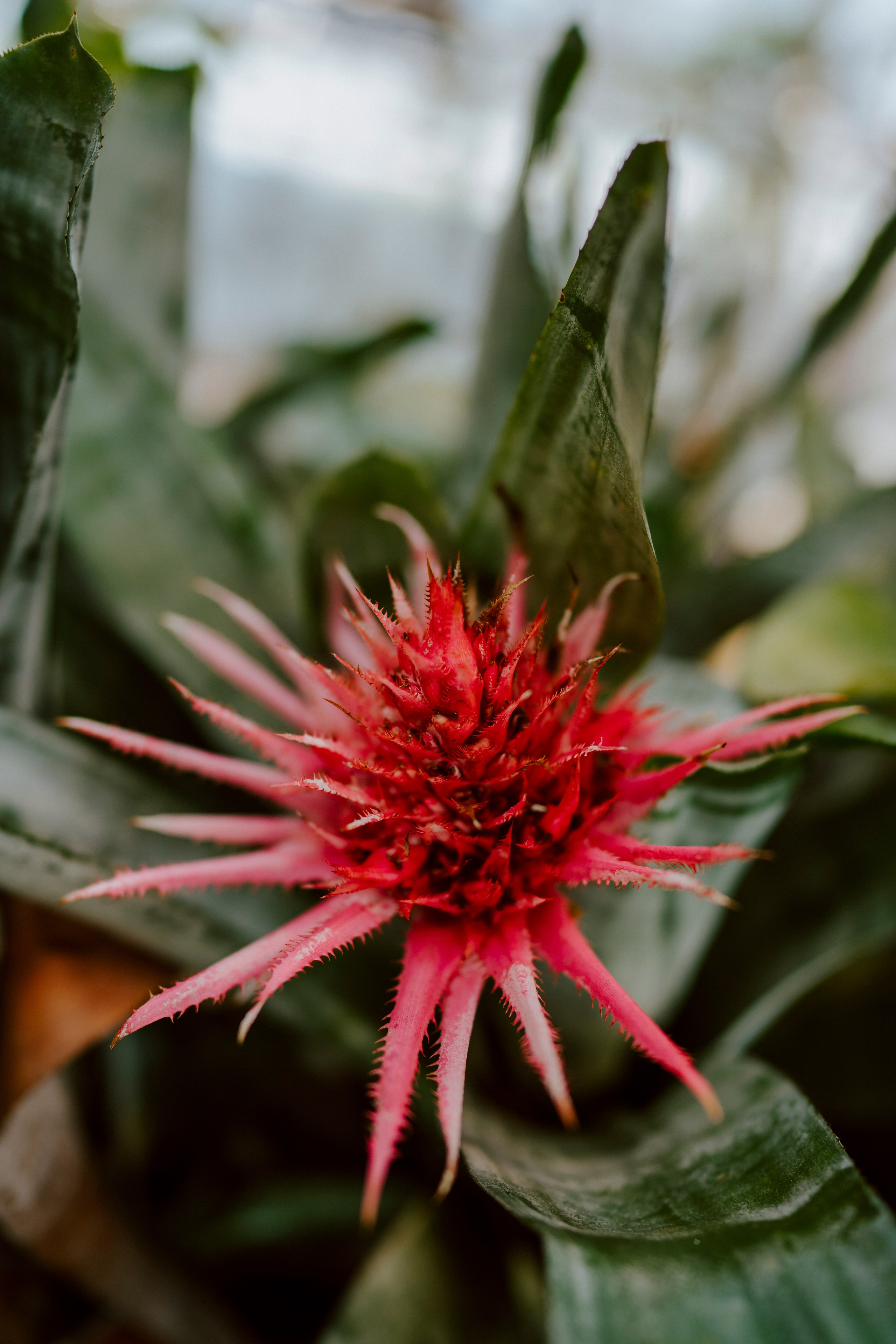 Gallery. Natasha Shakh