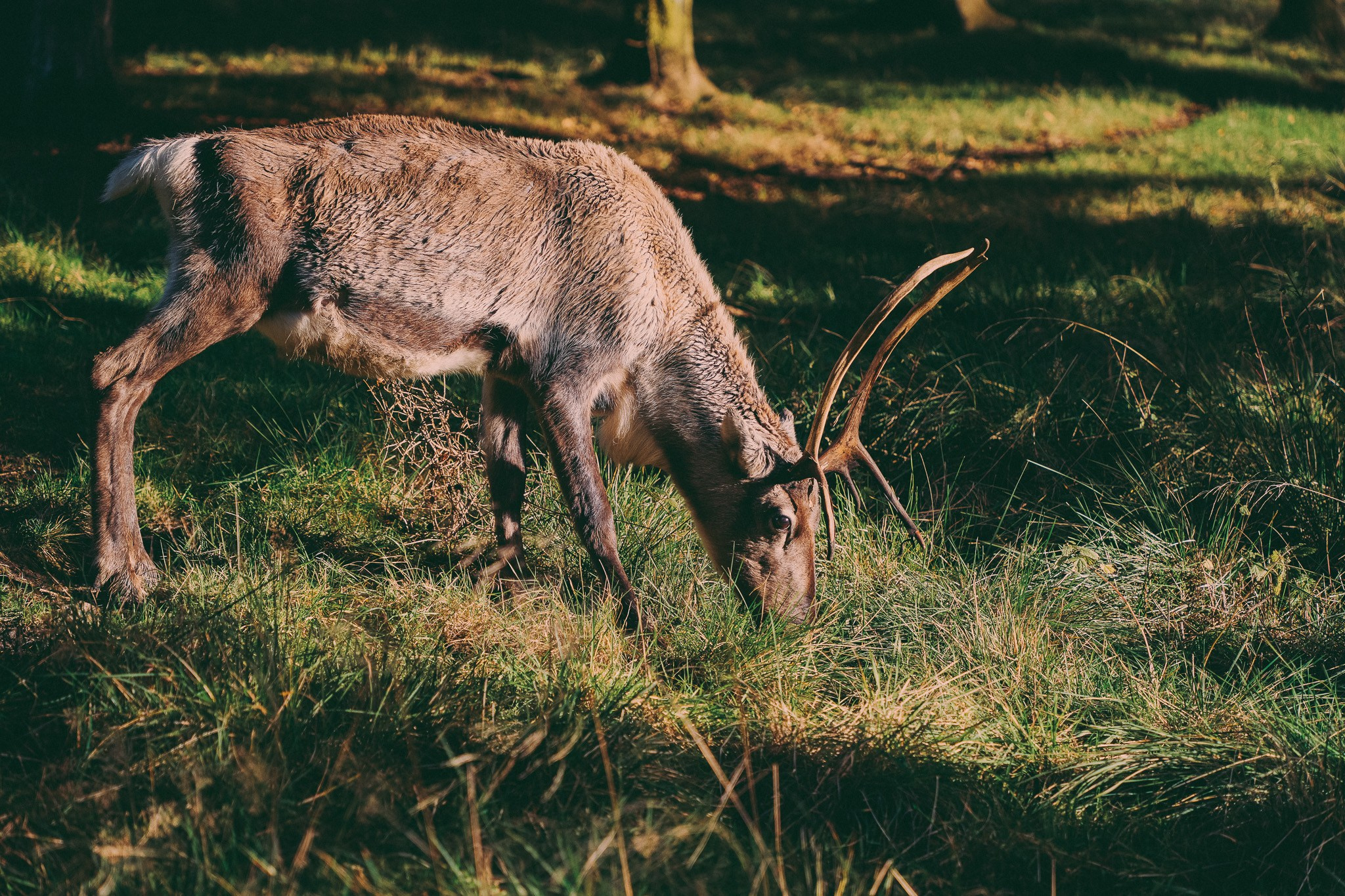 Pumpkins picking photo shoot in Solihull. Creative Family, Brand, Boudoir and Wedding Photographer in Solihull & Birmingham Irina Zoteeva