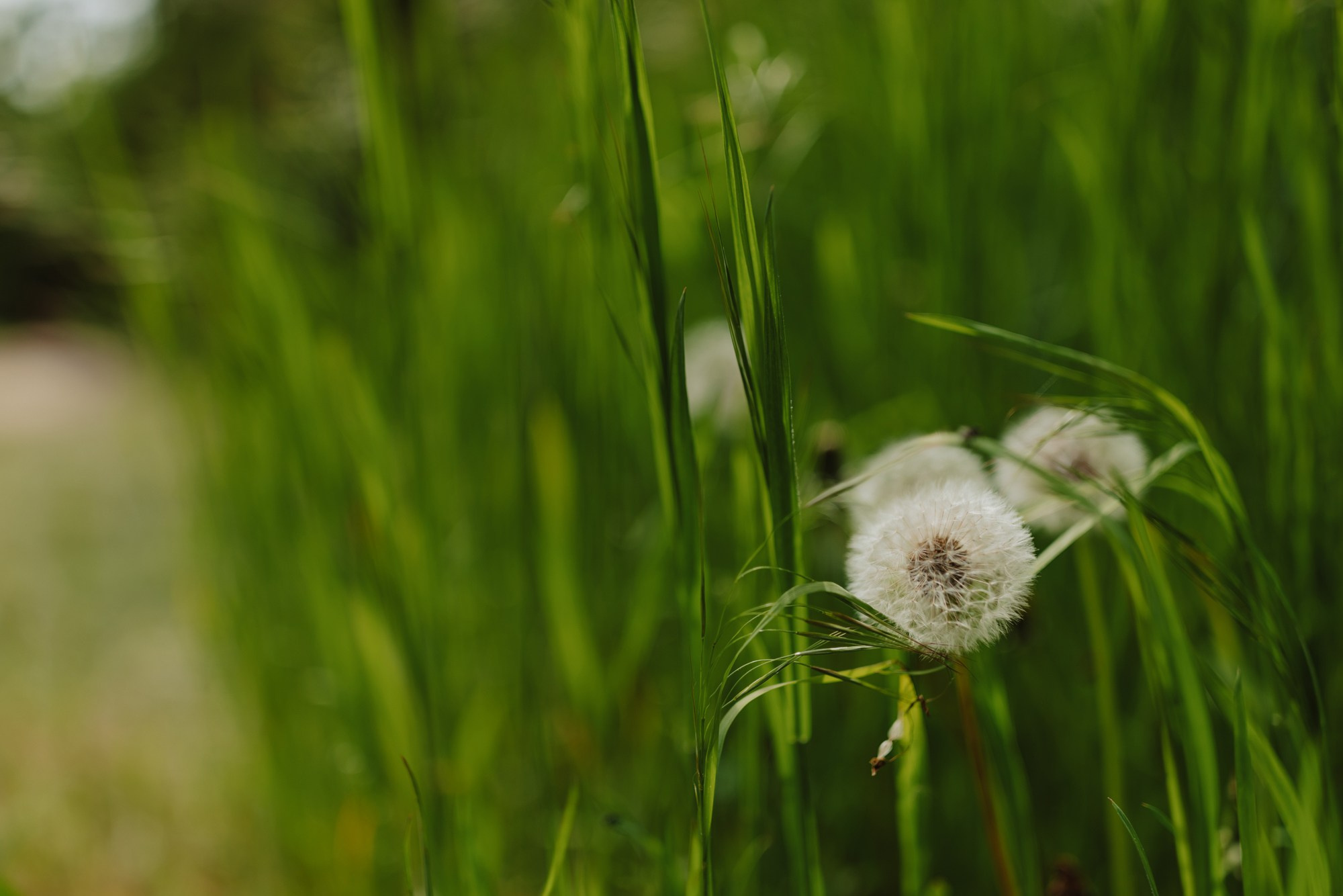 Ilinca. Fotograf și videograf de nuntă R. Moldova, Romania