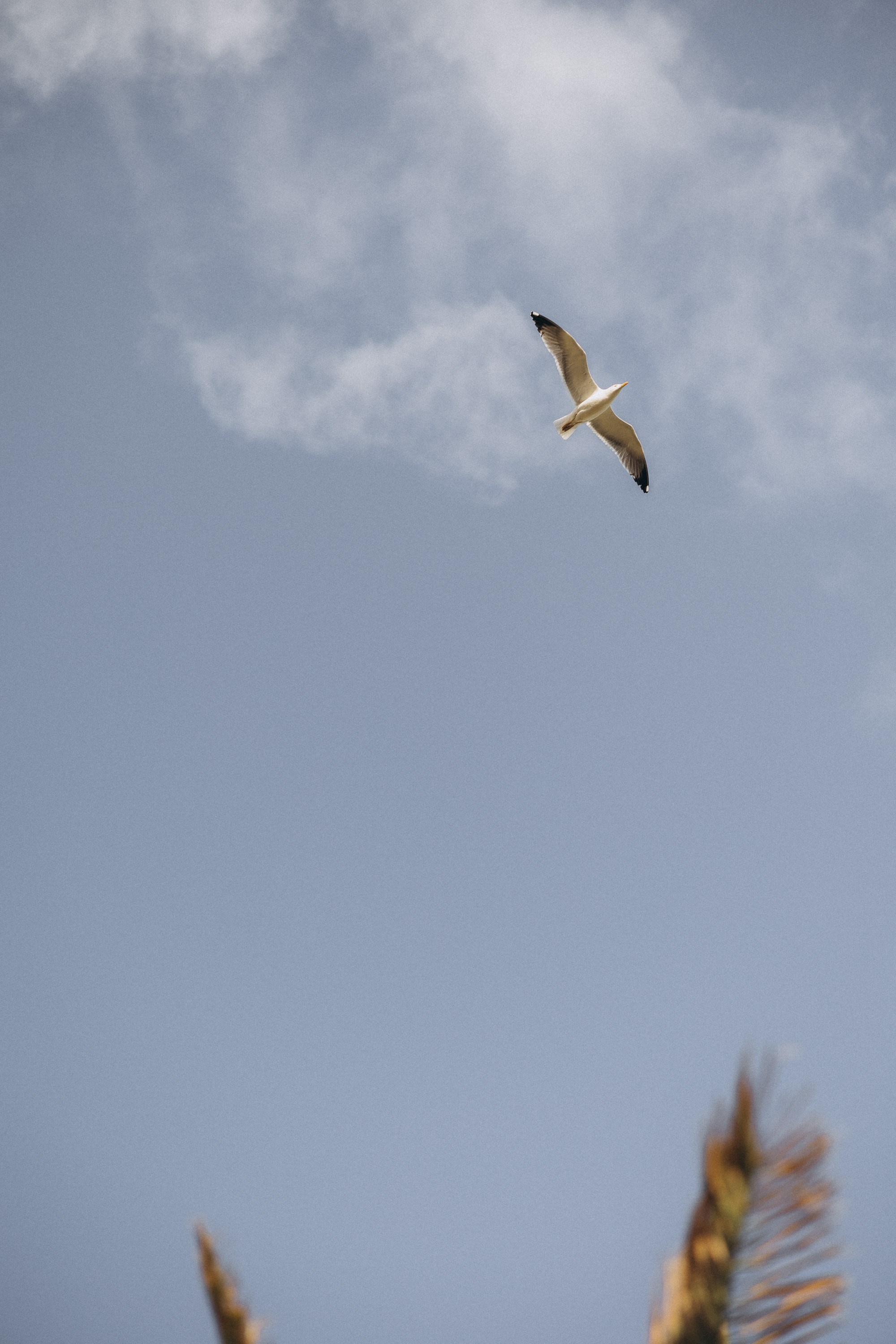 Monica & Tolu Sao Lorenco Madeira