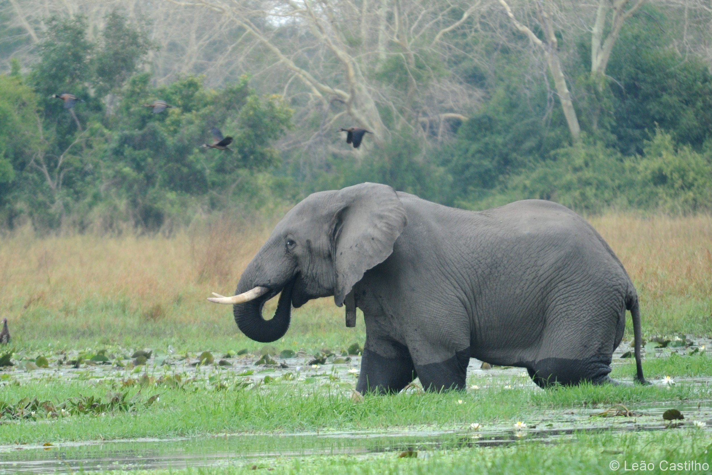 Photos of animals. Simbahalu