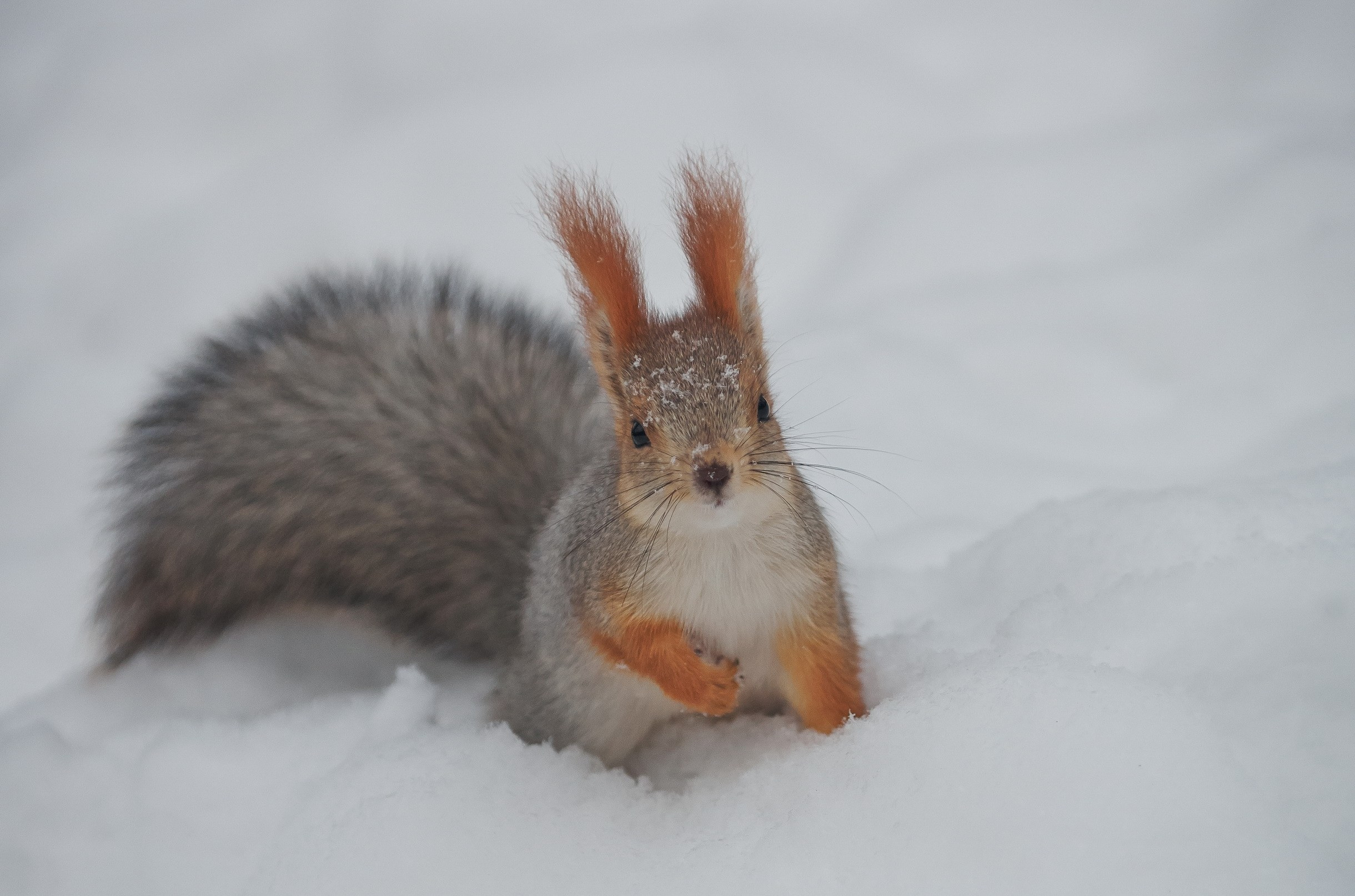 Nature & Wildlife. Yuri Popkov | Photographer