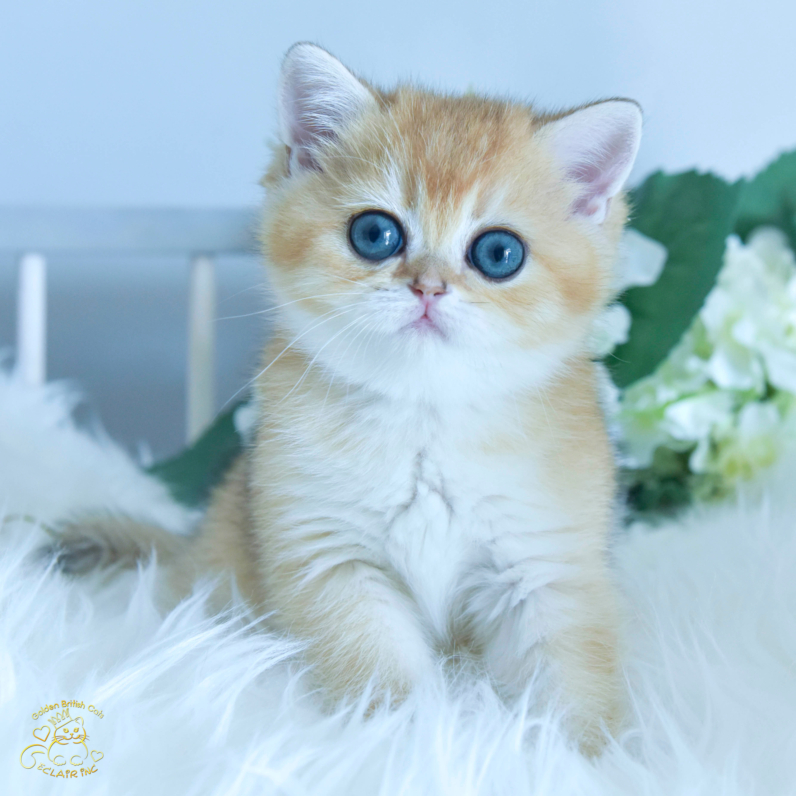 Cattery British shorthair Cyprus, cattery british shorthair Limassol,. British shorthair Cyprus, british shorthair cattery in UK, british cat