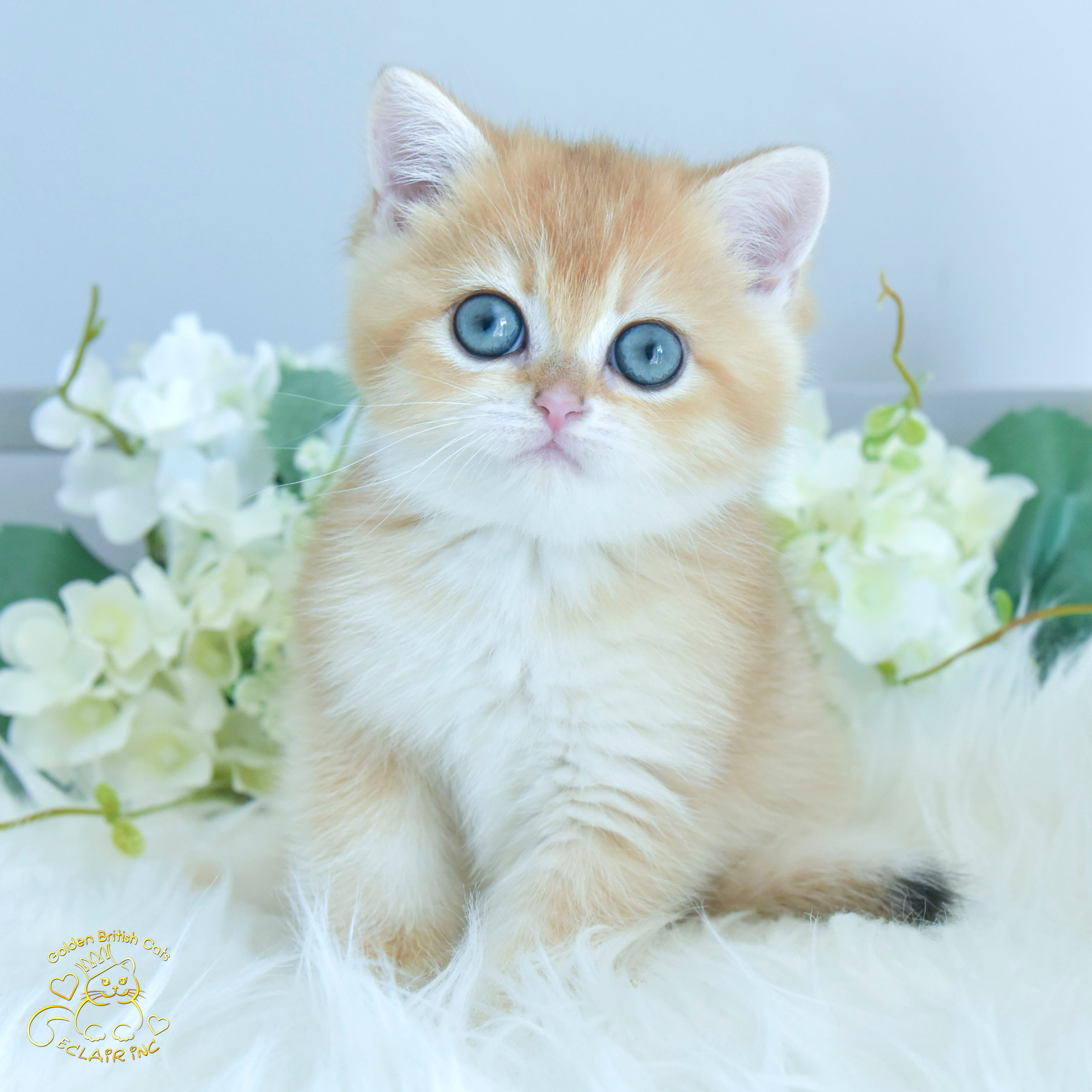 Cattery British shorthair Cyprus, cattery british shorthair Limassol,. British shorthair Cyprus, british shorthair cattery in UK, british cat