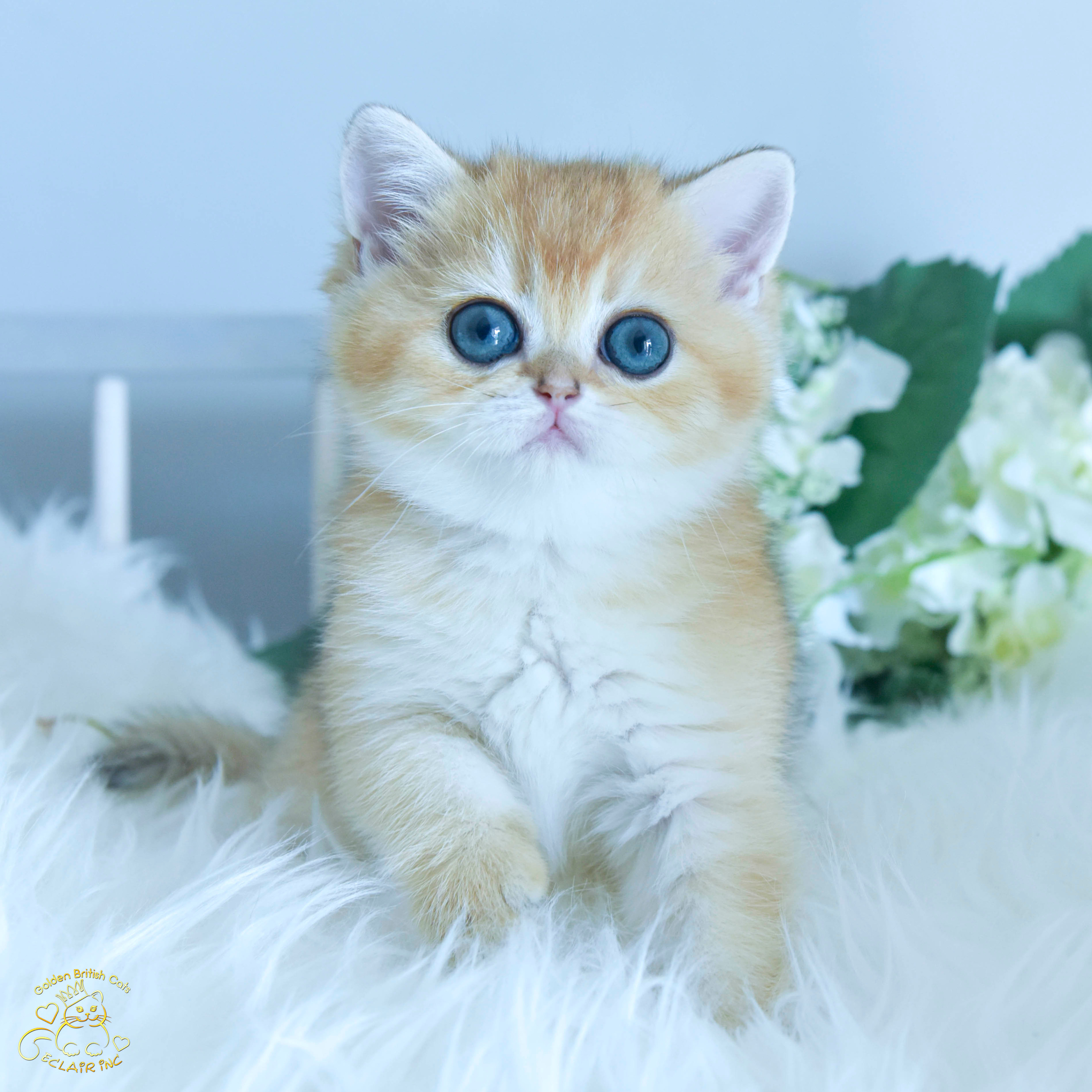 Cattery British shorthair Cyprus, cattery british shorthair Limassol,. British shorthair Cyprus, british shorthair cattery in UK, british cat