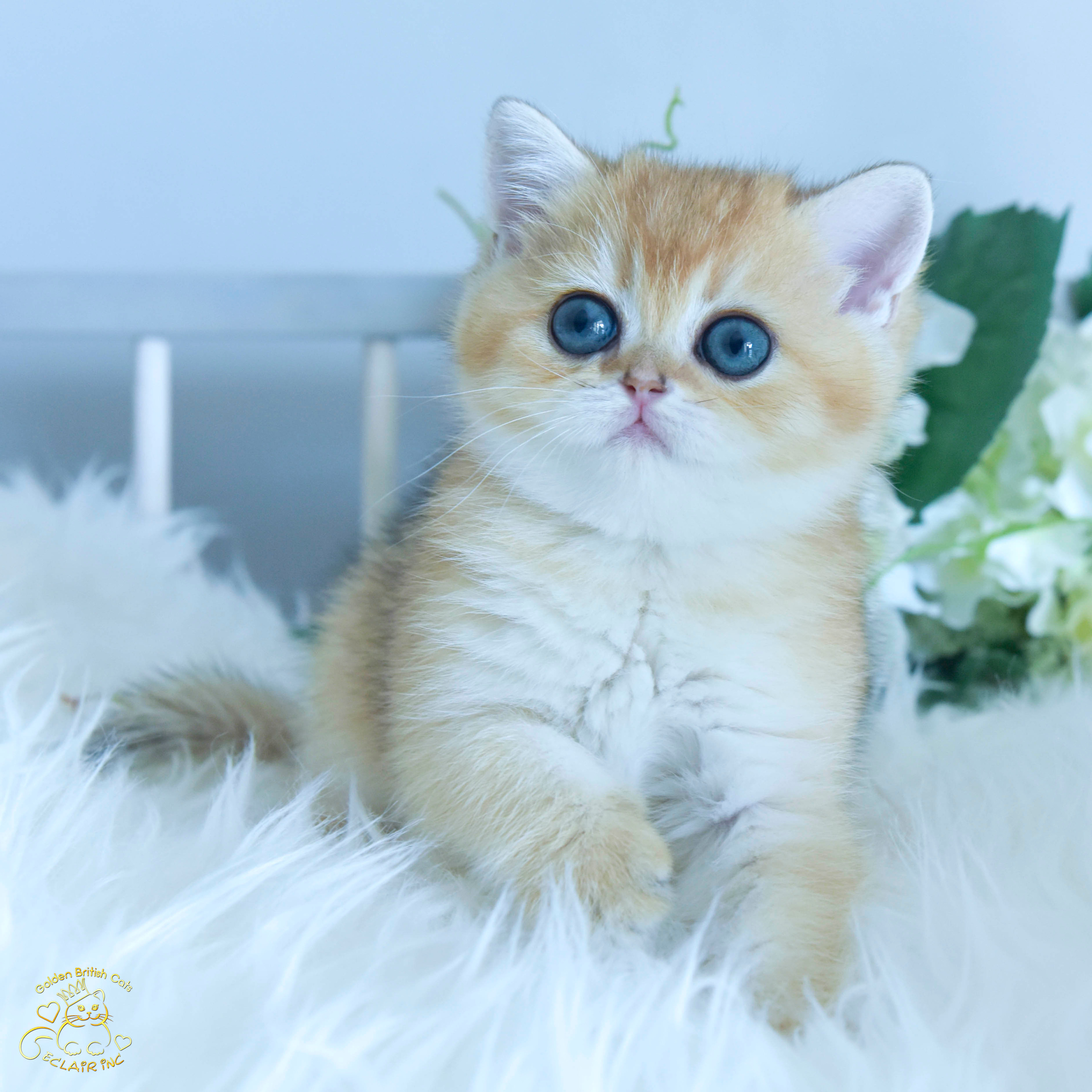 Cattery British shorthair Cyprus, cattery british shorthair Limassol,. British shorthair Cyprus, british shorthair cattery in UK, british cat