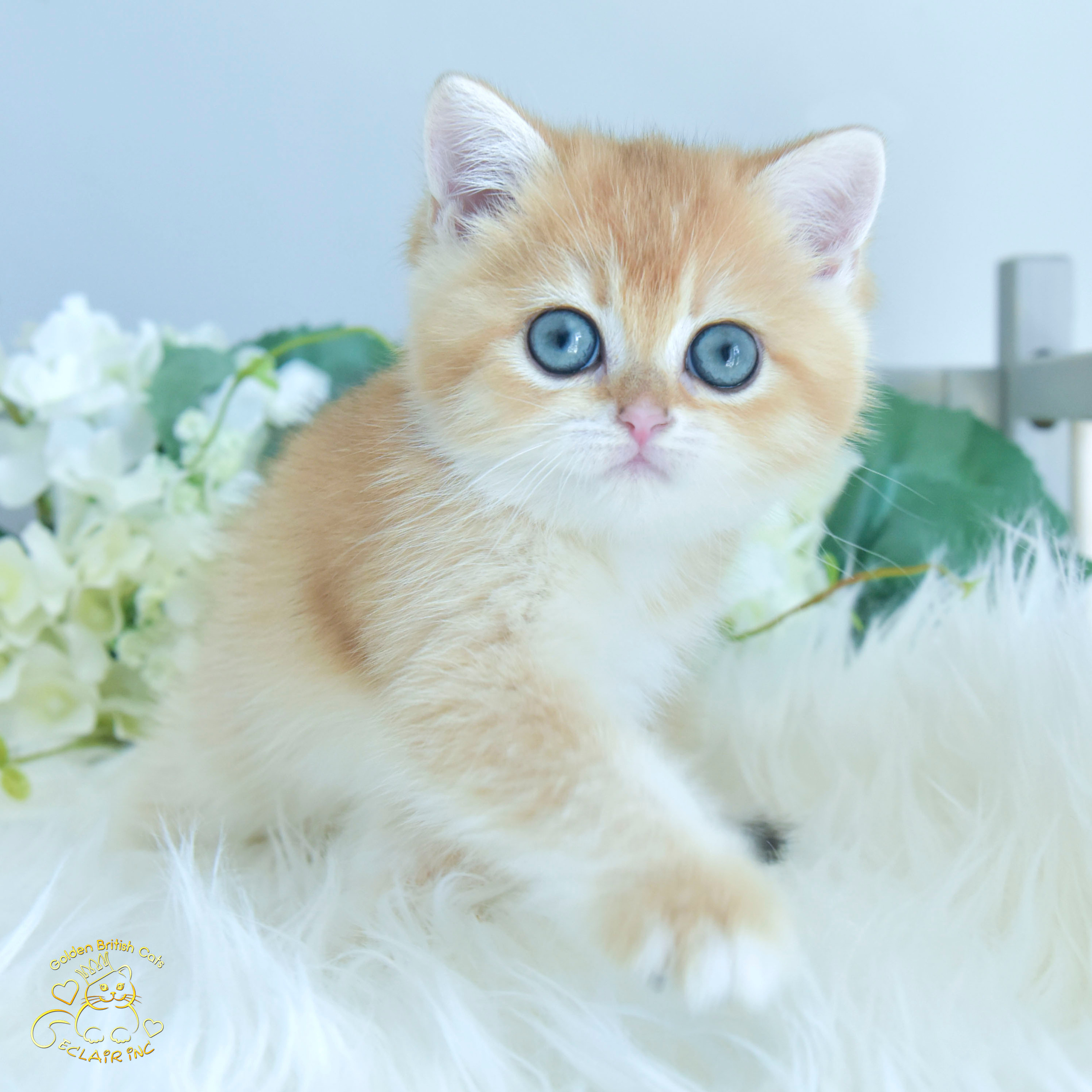 Cattery British shorthair Cyprus, cattery british shorthair Limassol,. British shorthair Cyprus, british shorthair cattery in UK, british cat