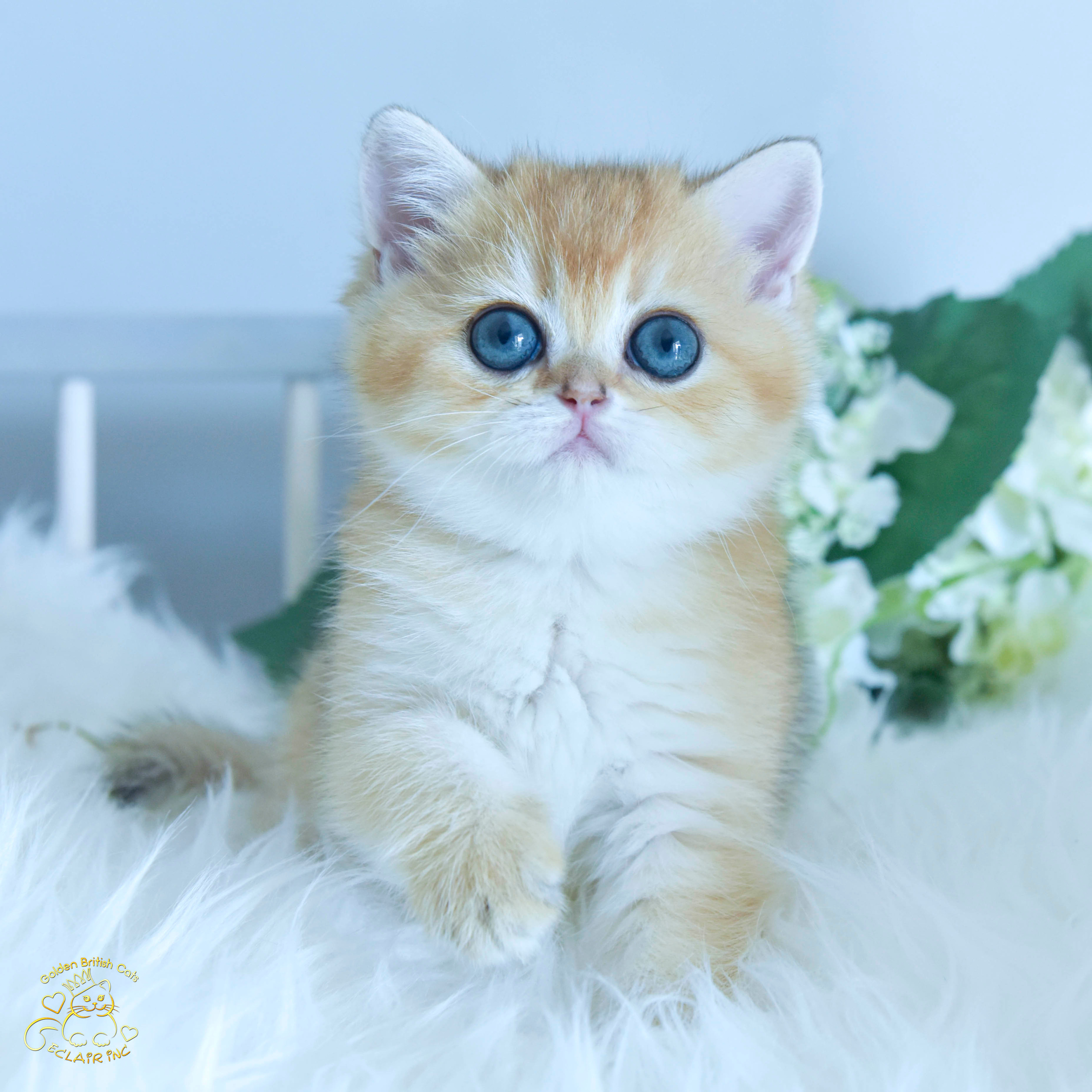 Cattery British shorthair Cyprus, cattery british shorthair Limassol,. British shorthair Cyprus, british shorthair cattery in UK, british cat